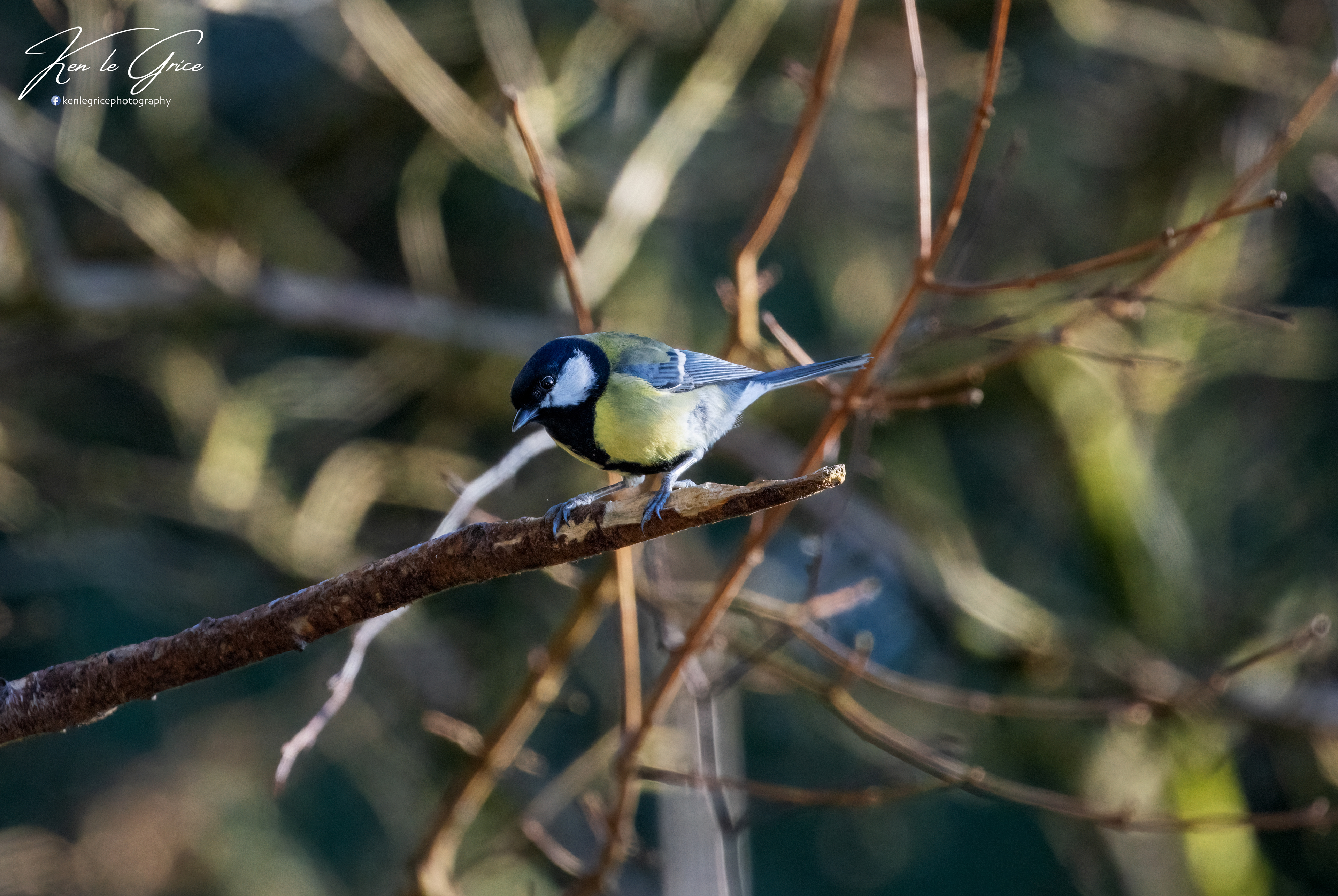 Great Tit
