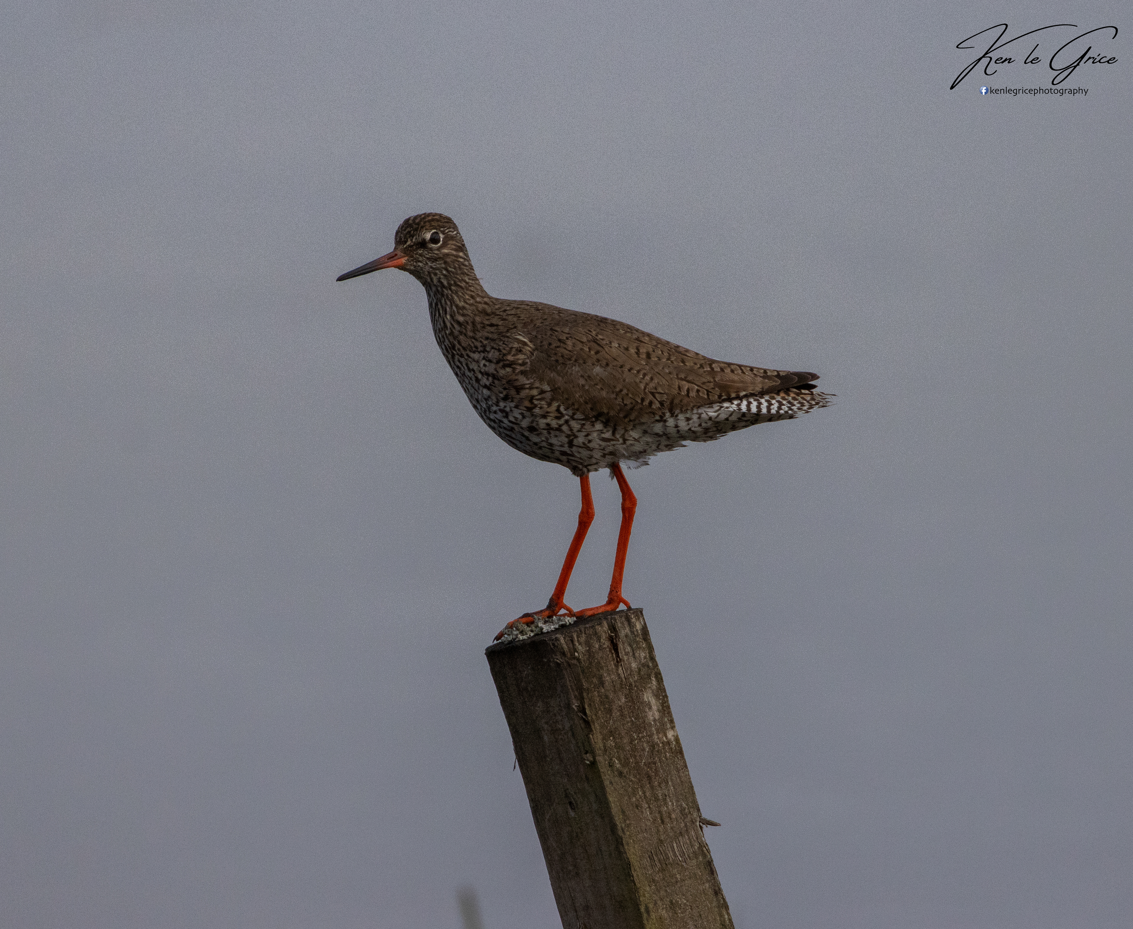 Redshank