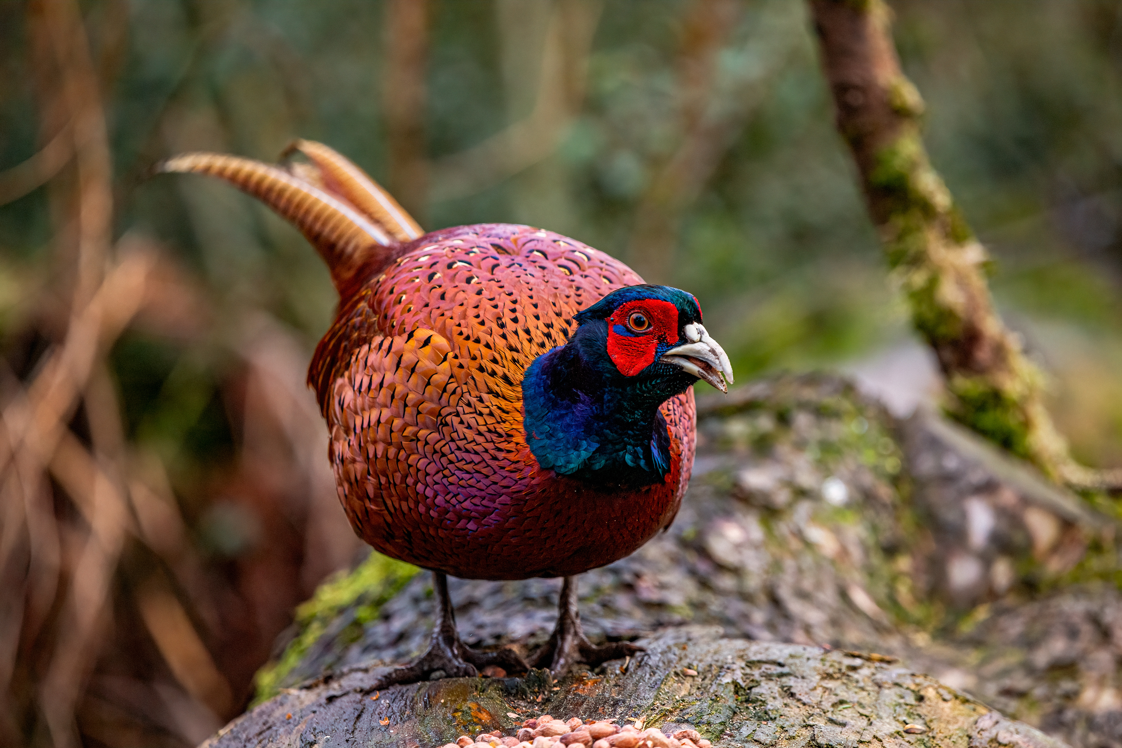 Pheasant