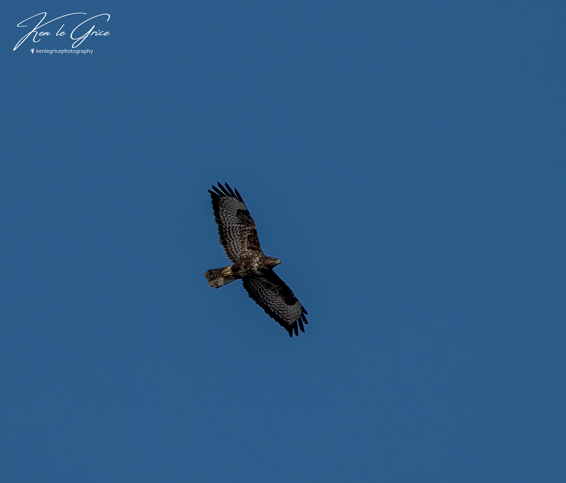 Buzzard