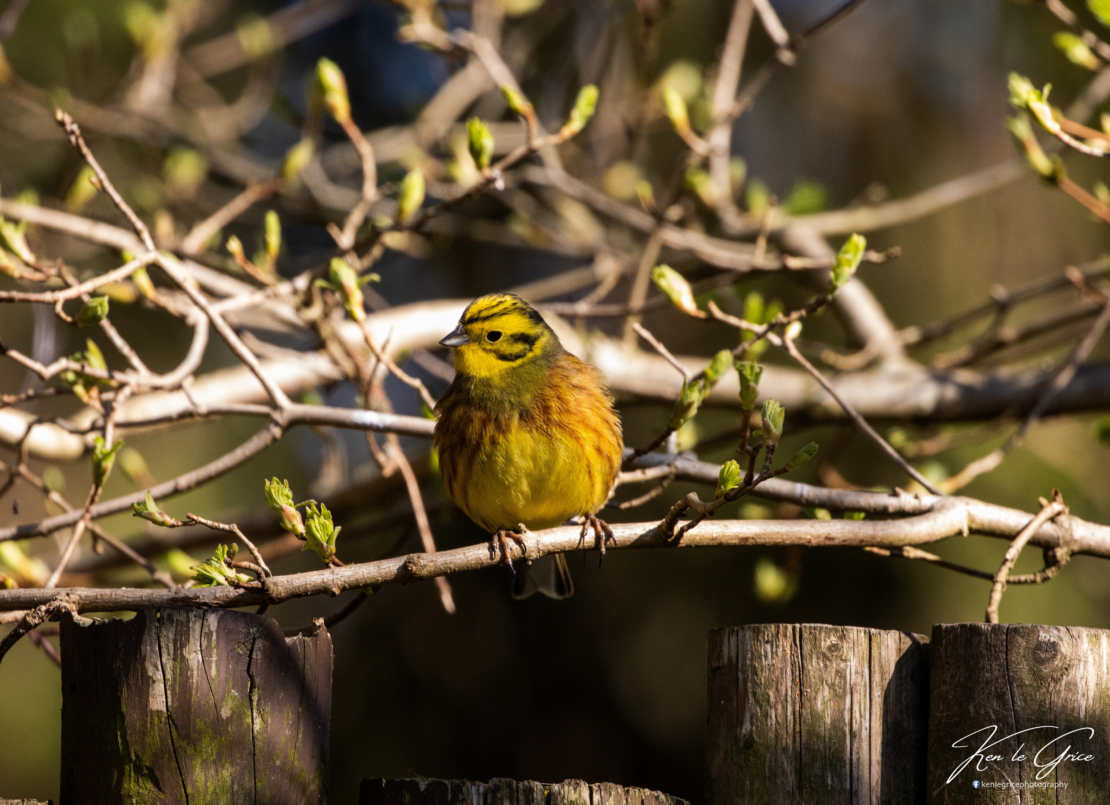 Yellowhammer