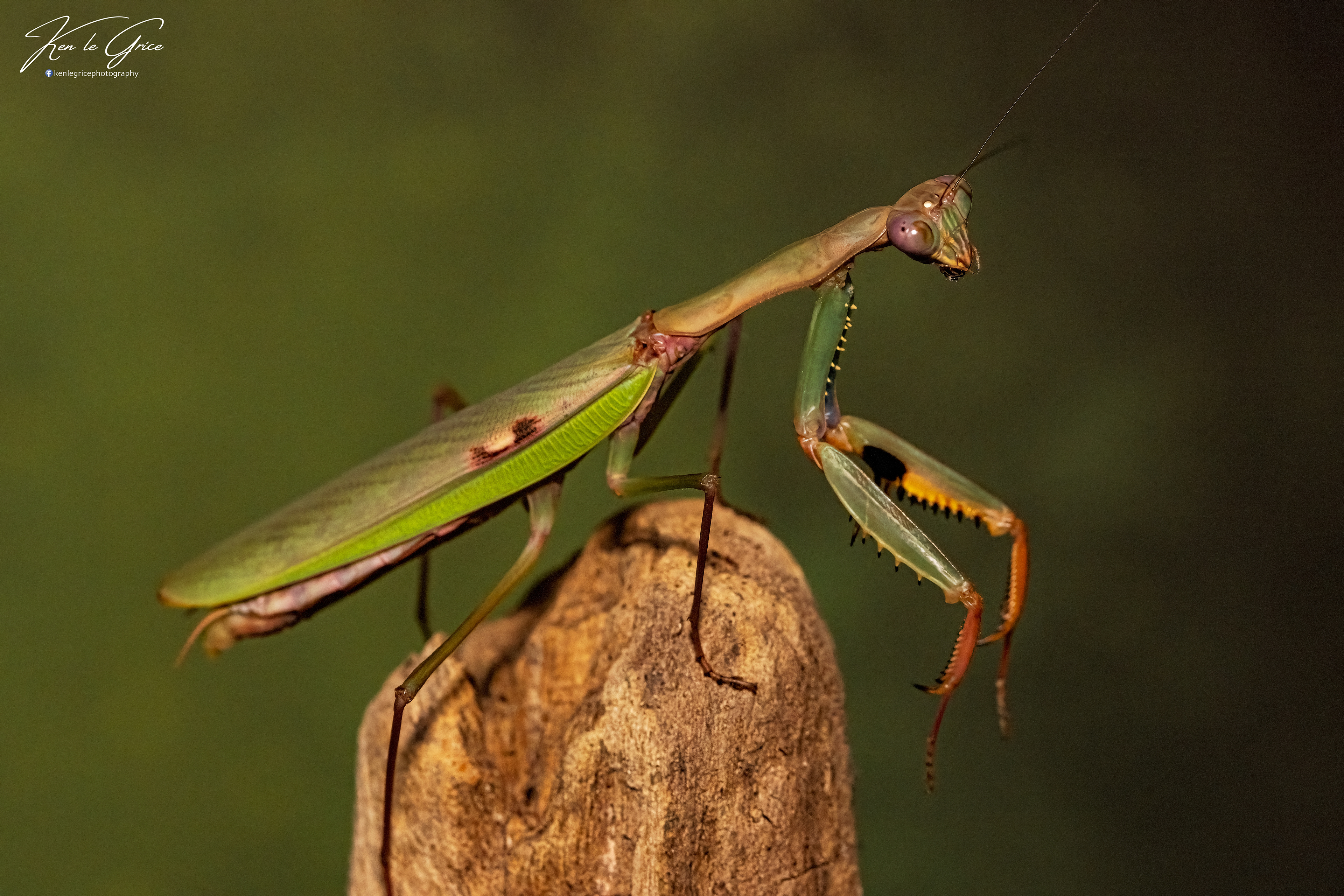 European Mantis