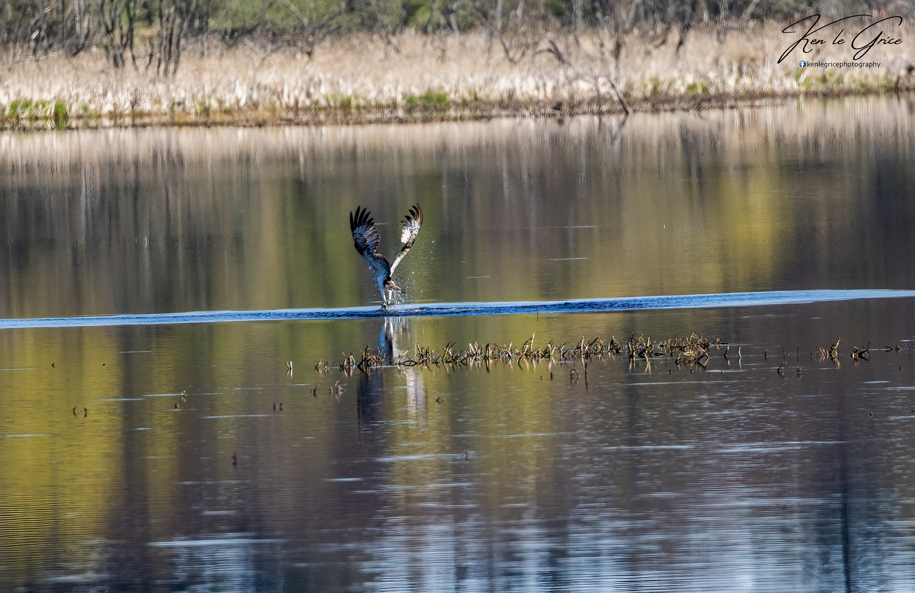 Osprey