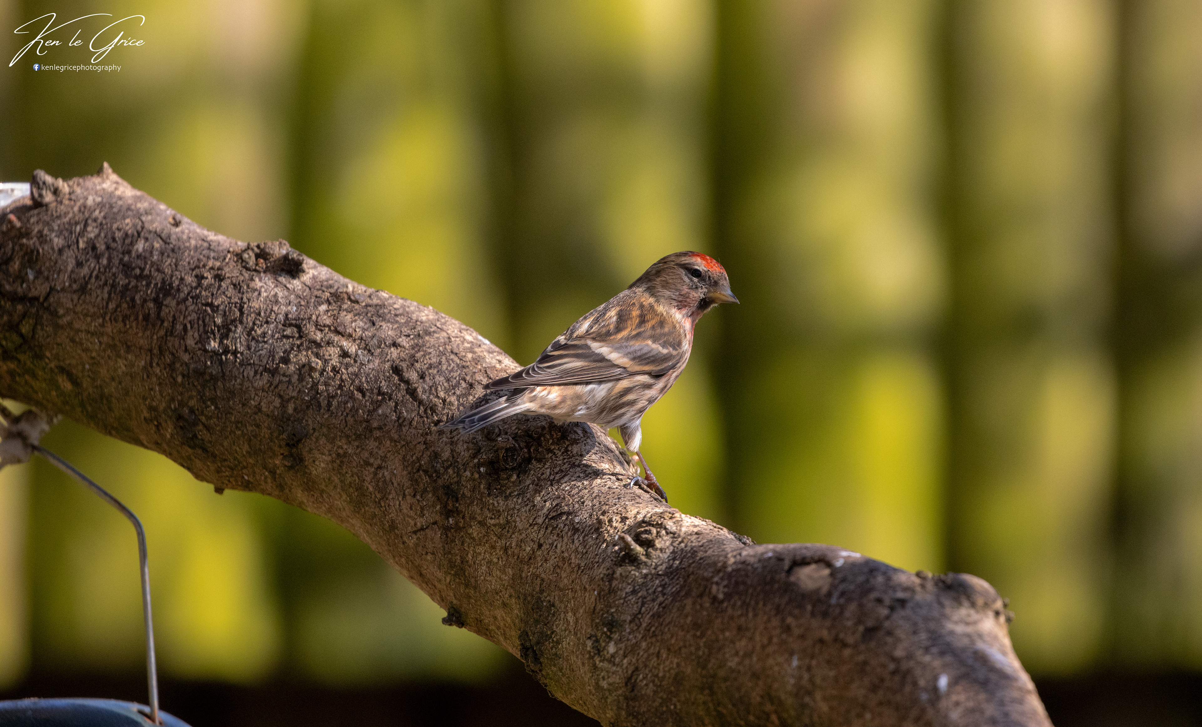 Redpoll