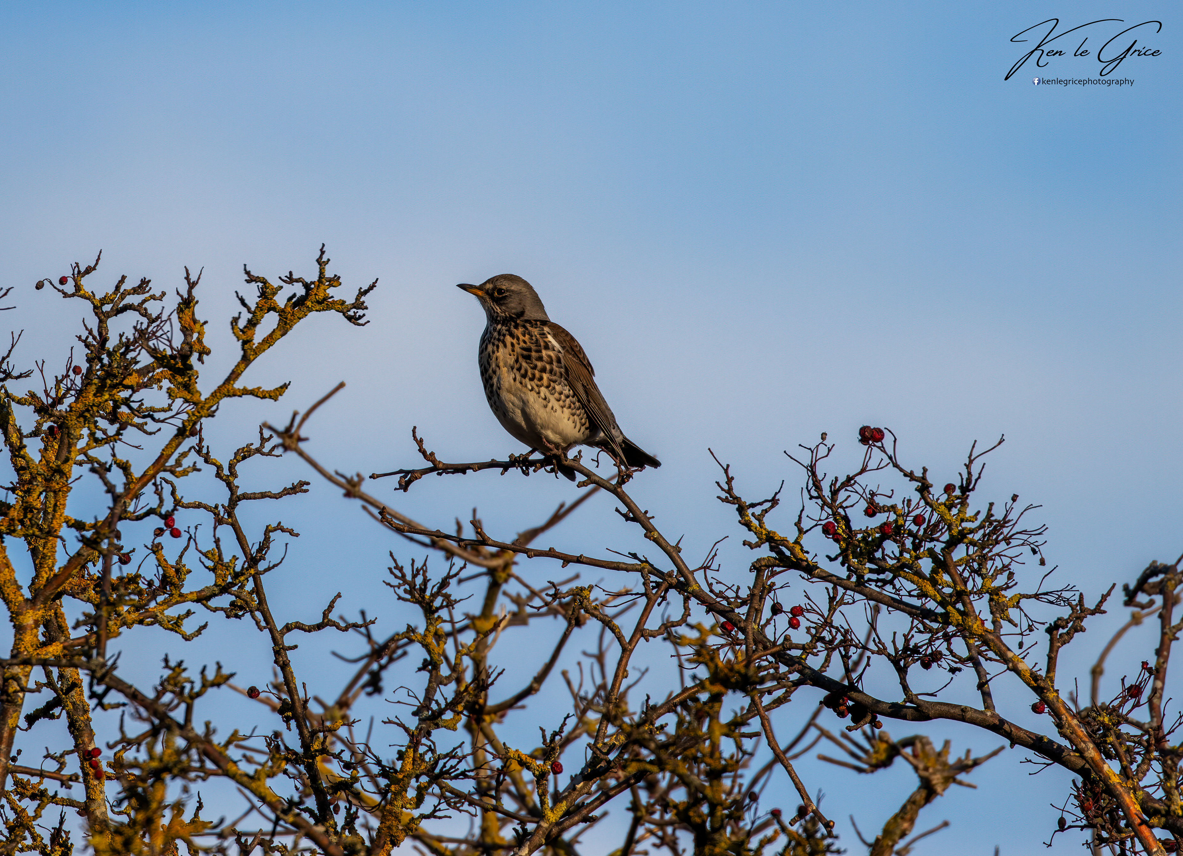 Fieldfare
