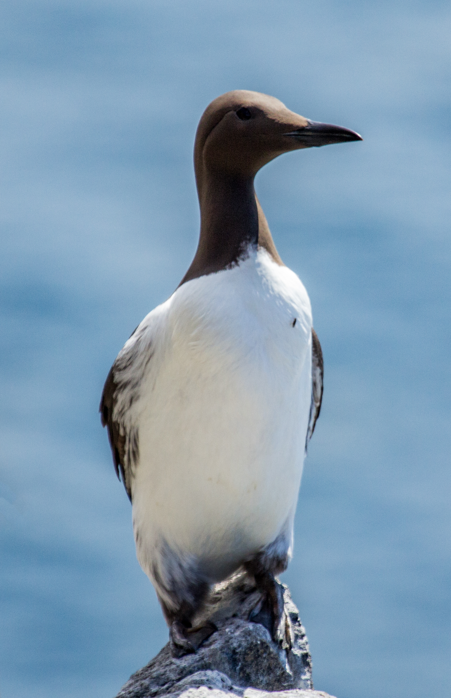 Guillemot