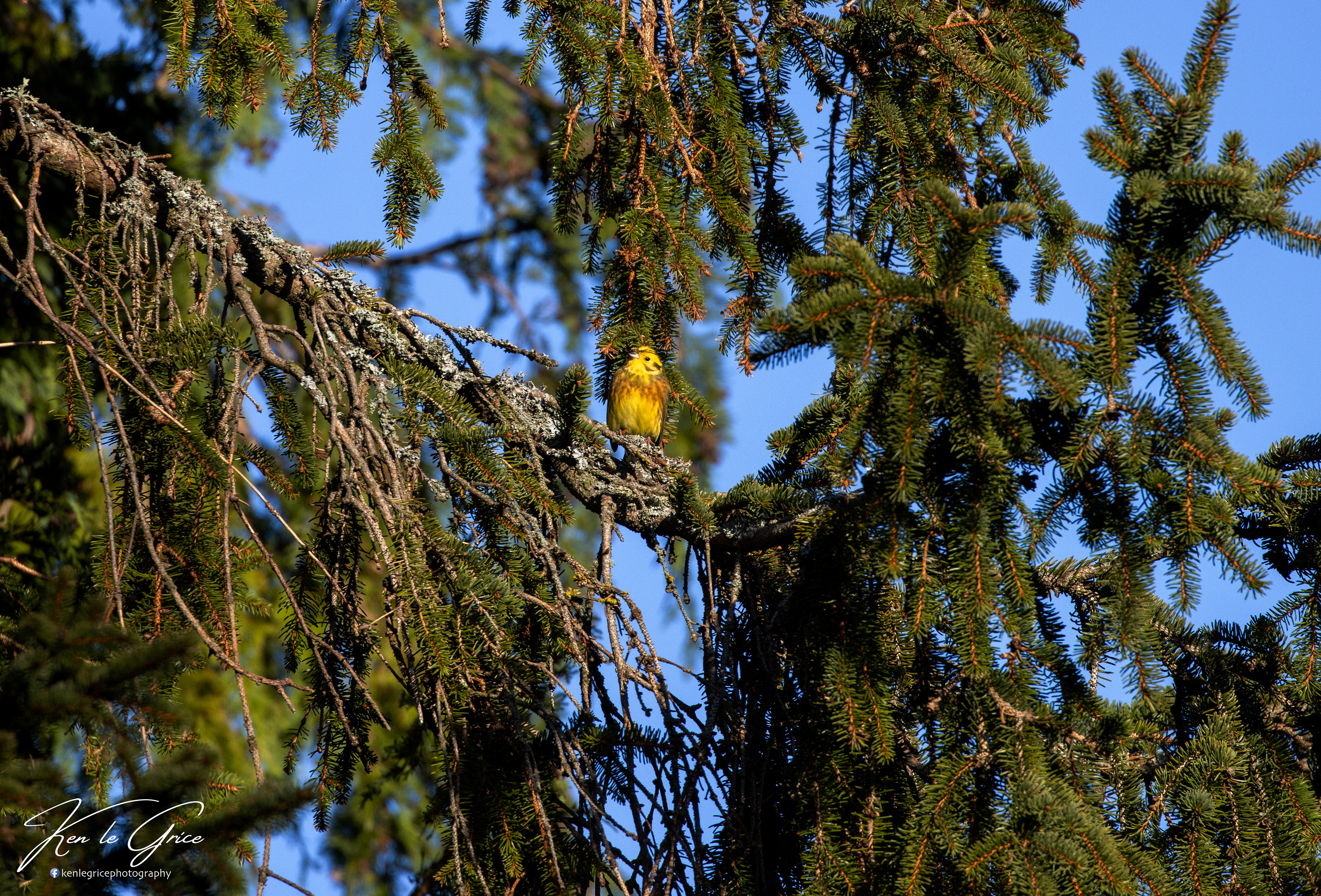 Yellowhammer