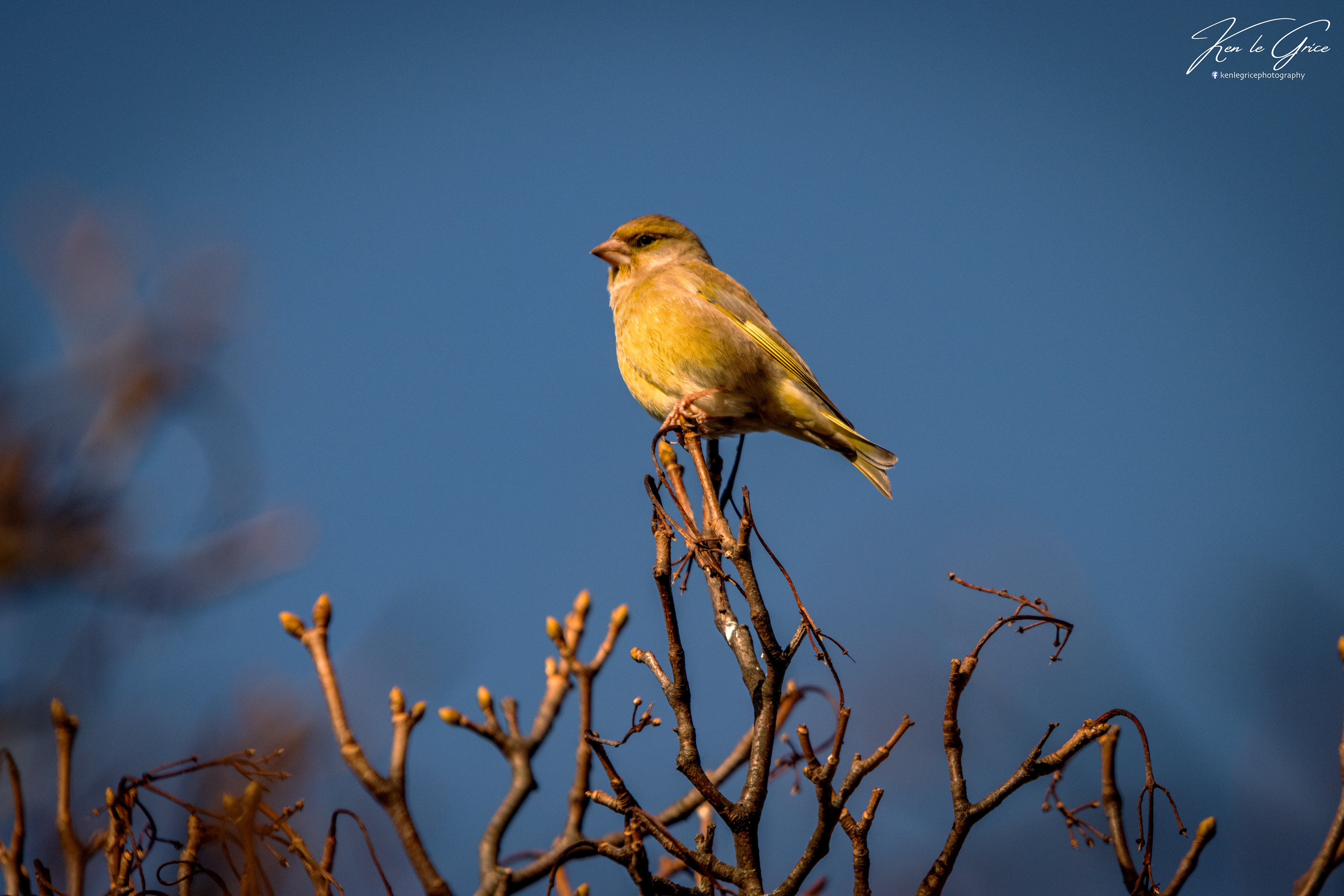 Greenfinch