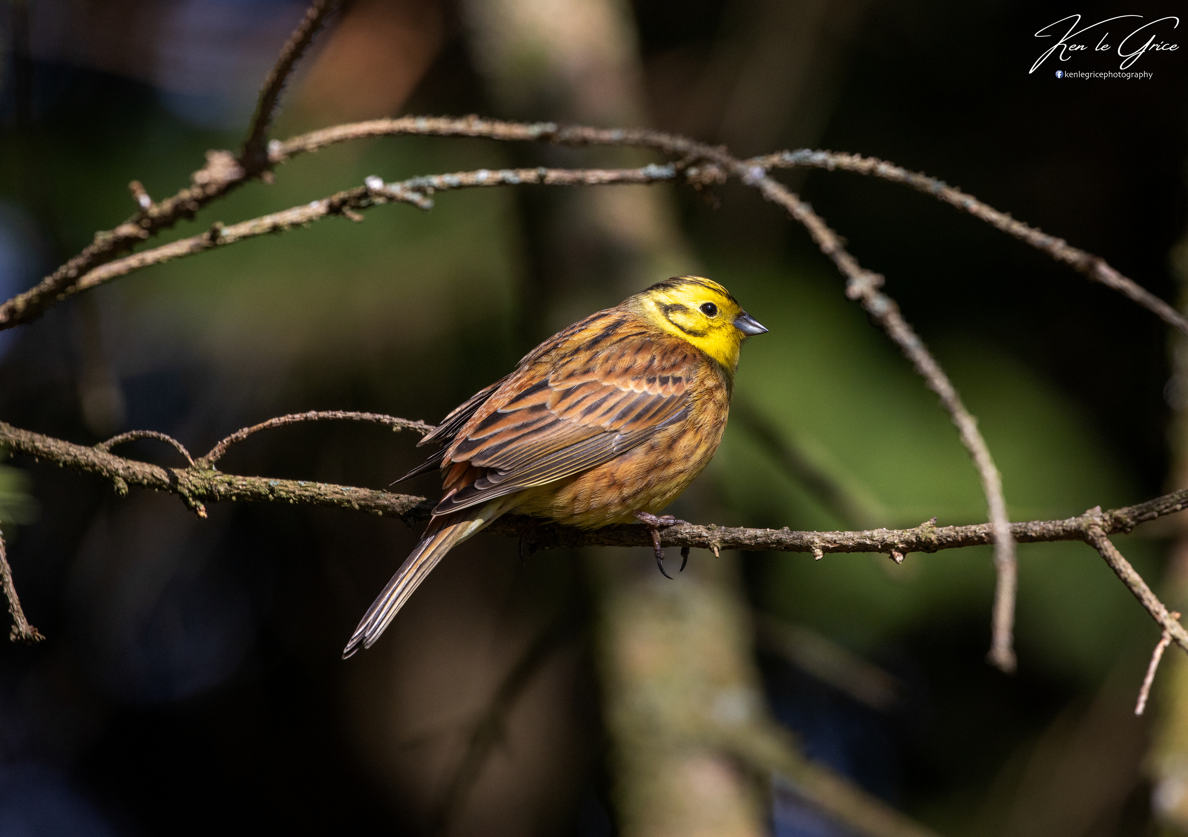 Yellowhammer