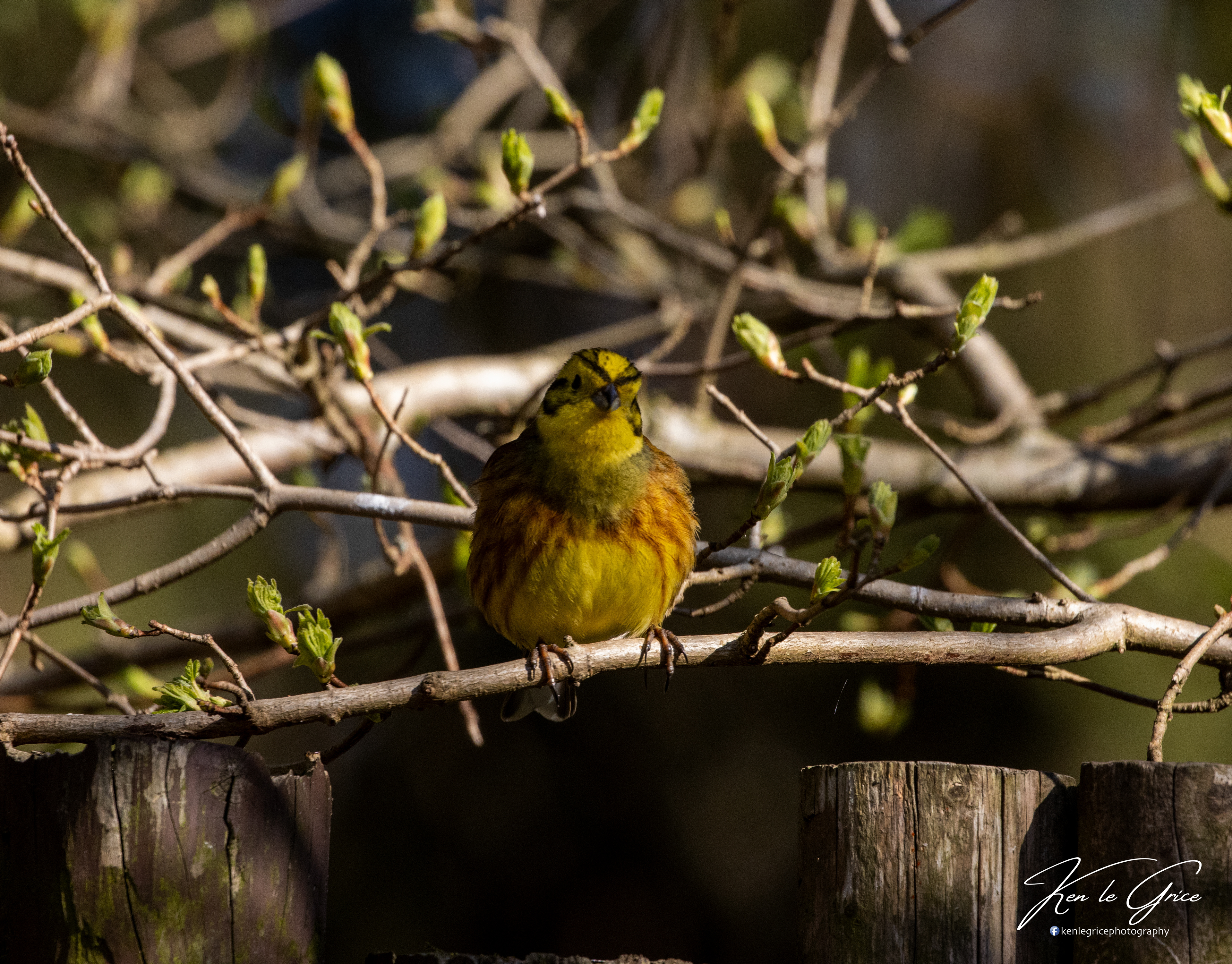 Yellowhammer
