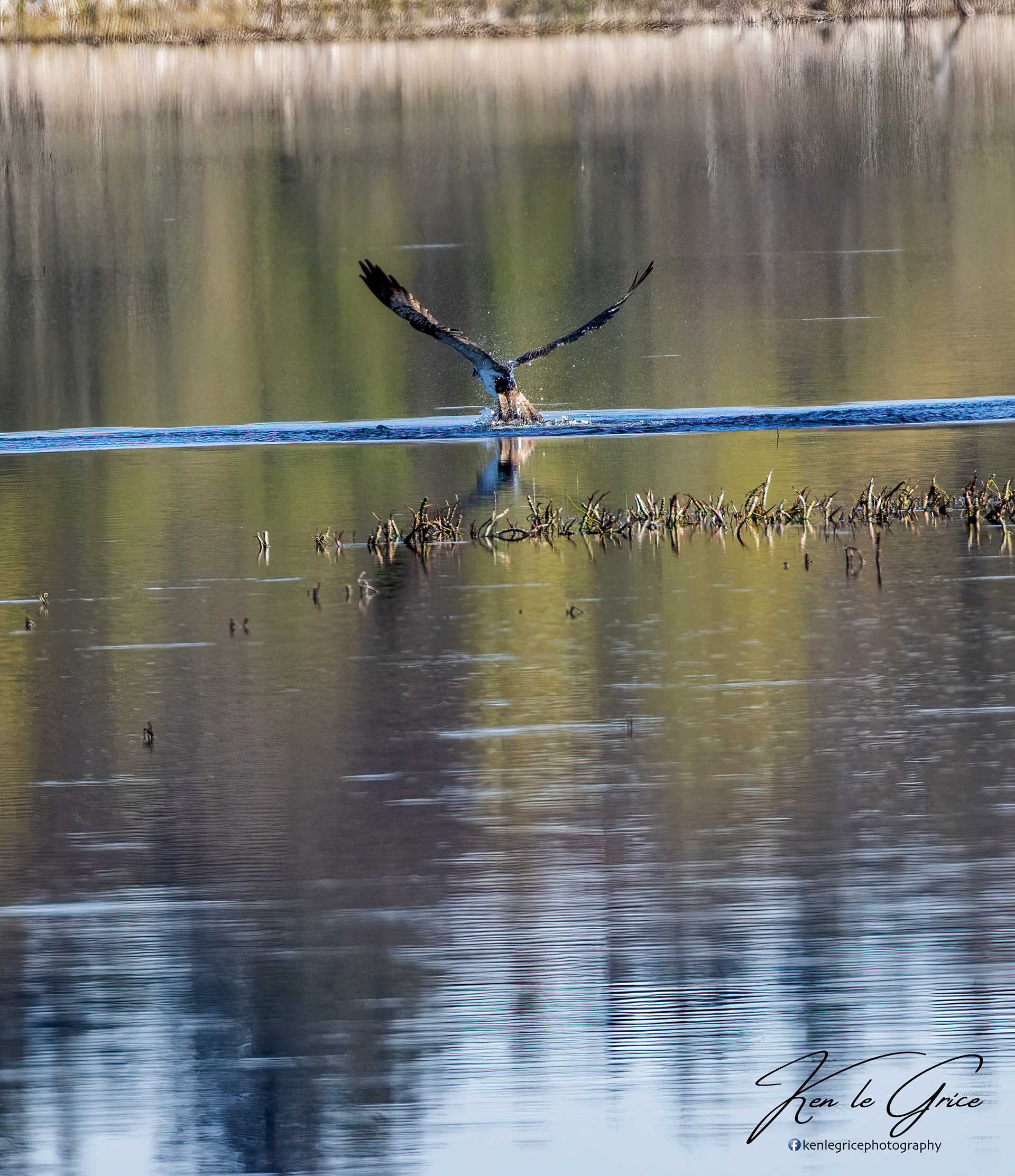 Osprey