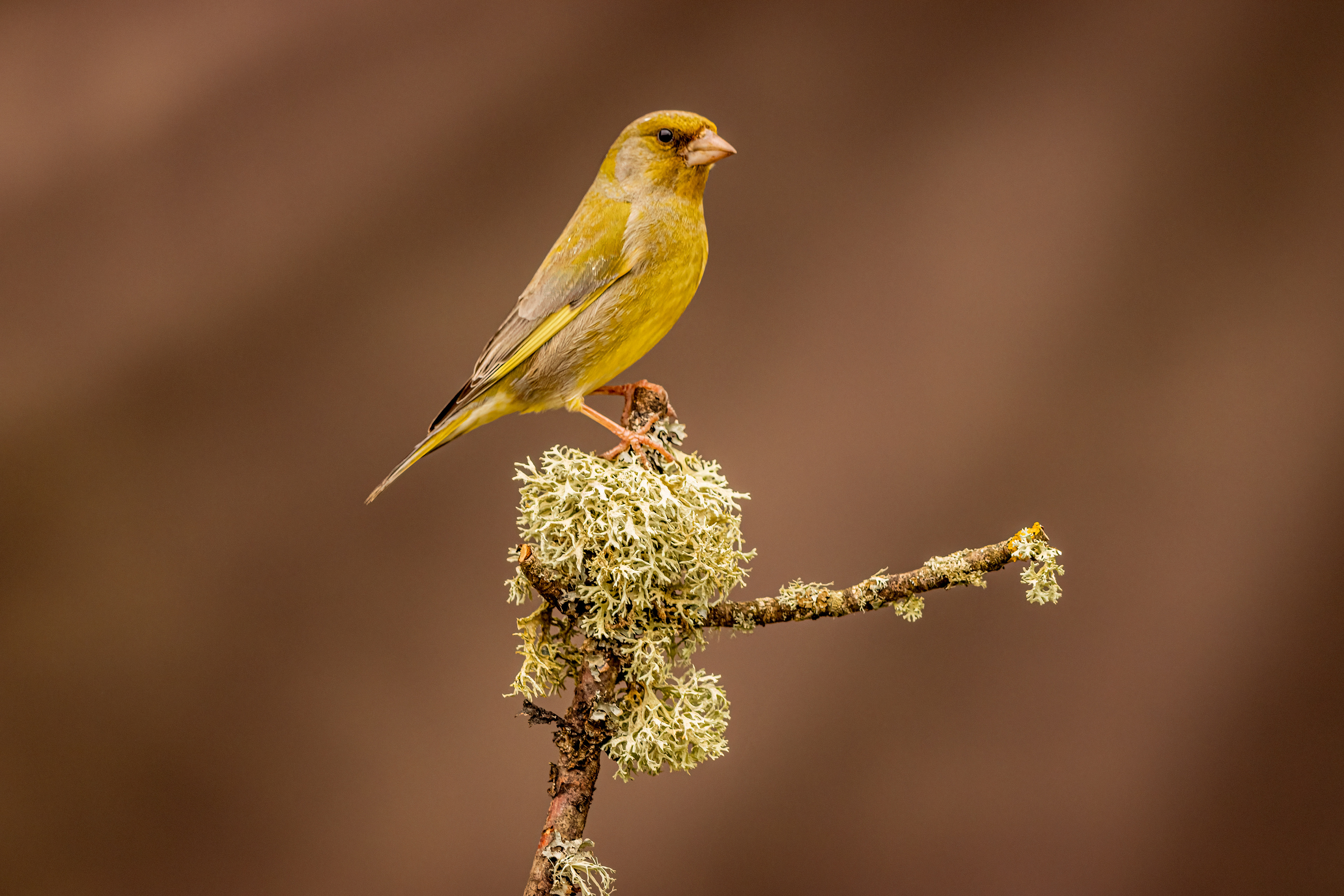 Greenfinch