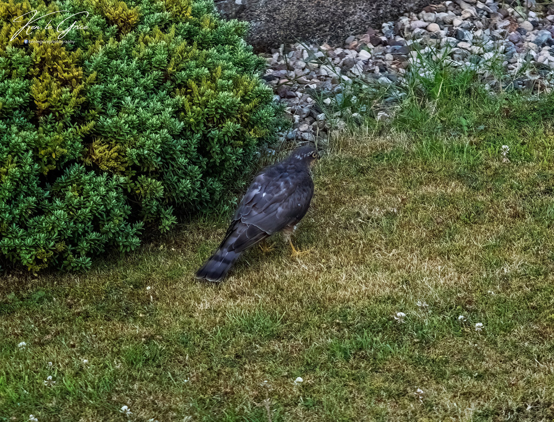 Sparrowhawk