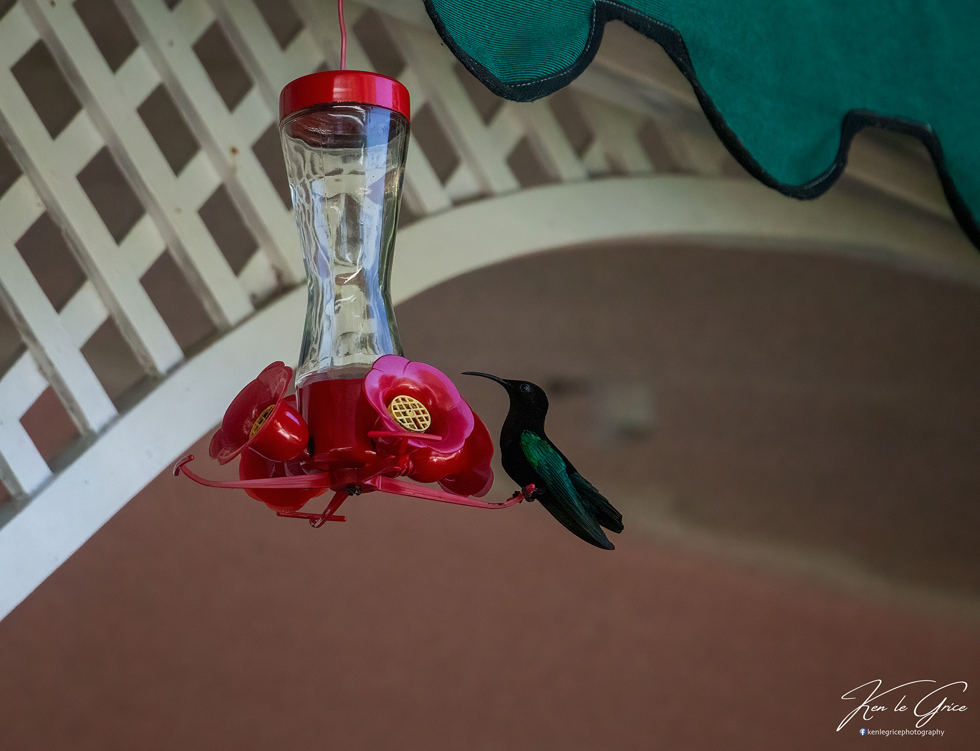 Hummingbird, St Lucia