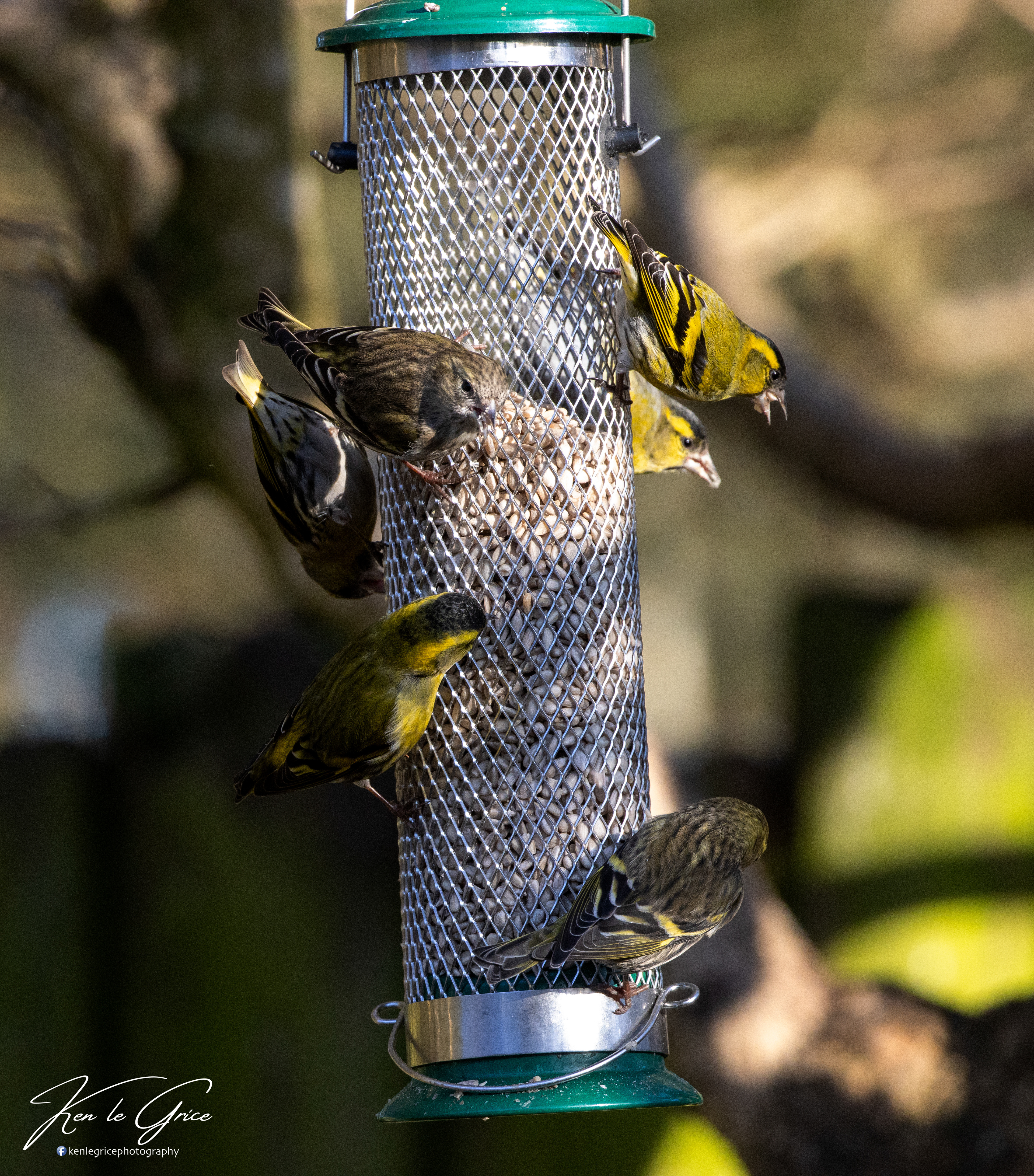 Siskins