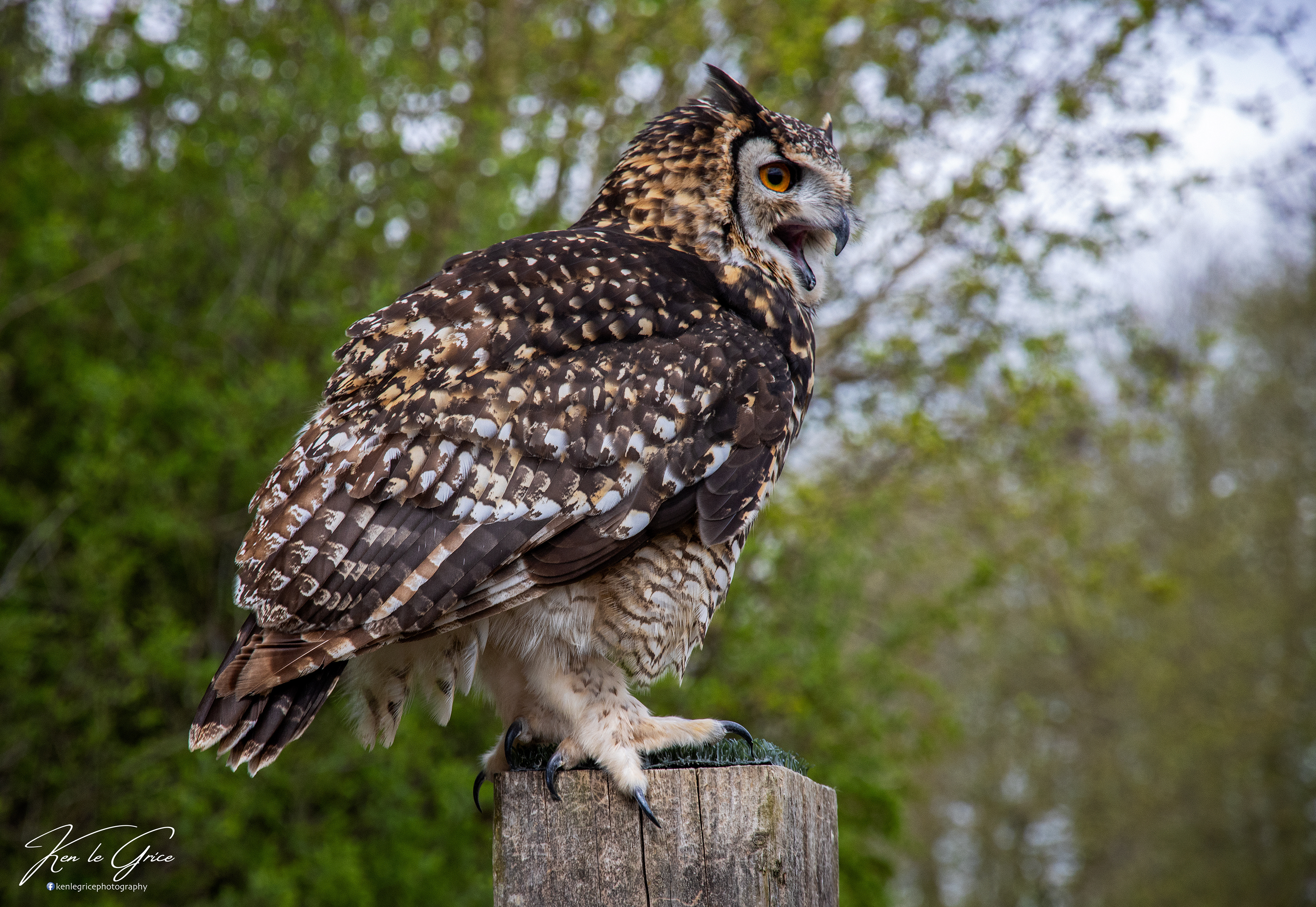 Mackinders Eagle Owl