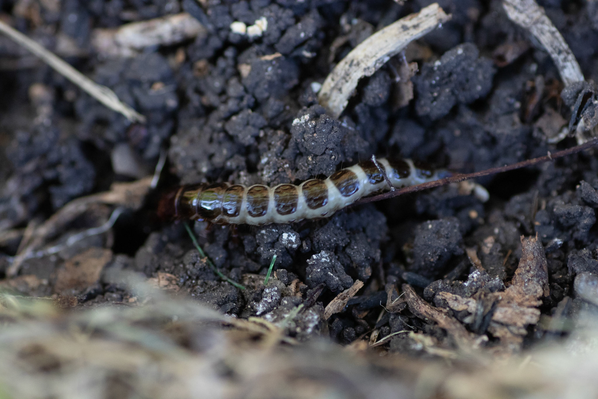 Ground Beetle Larva