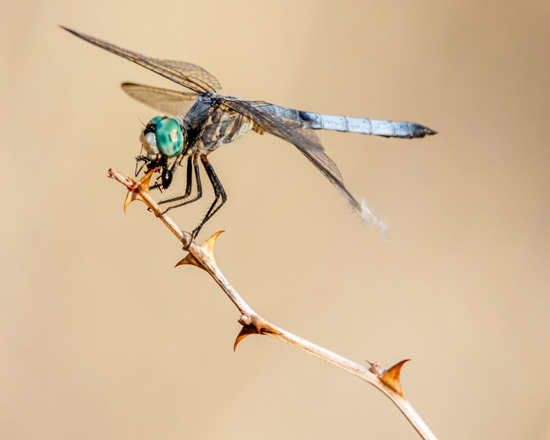 Blue Dasher Dragonfly