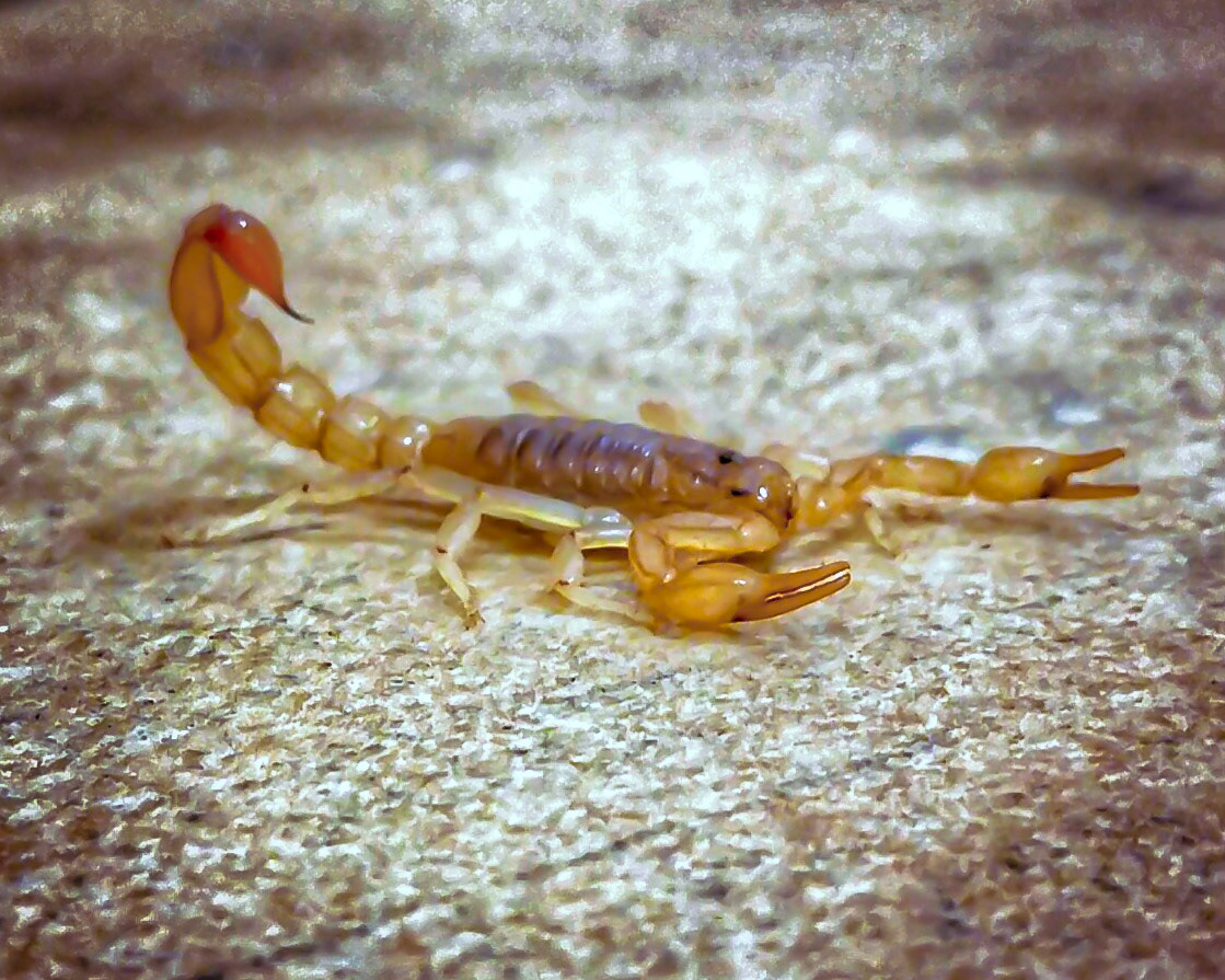 Strip-tailed Scorpion