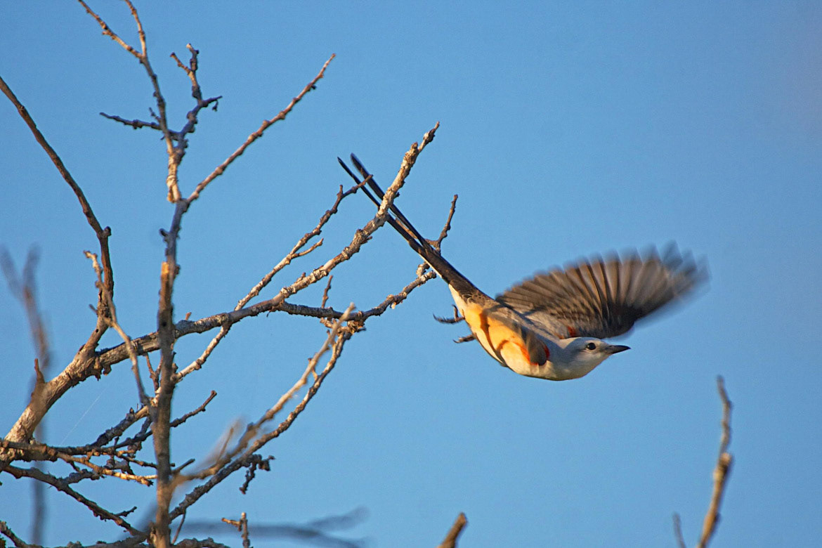 Sciissor-tailed Flycatcher