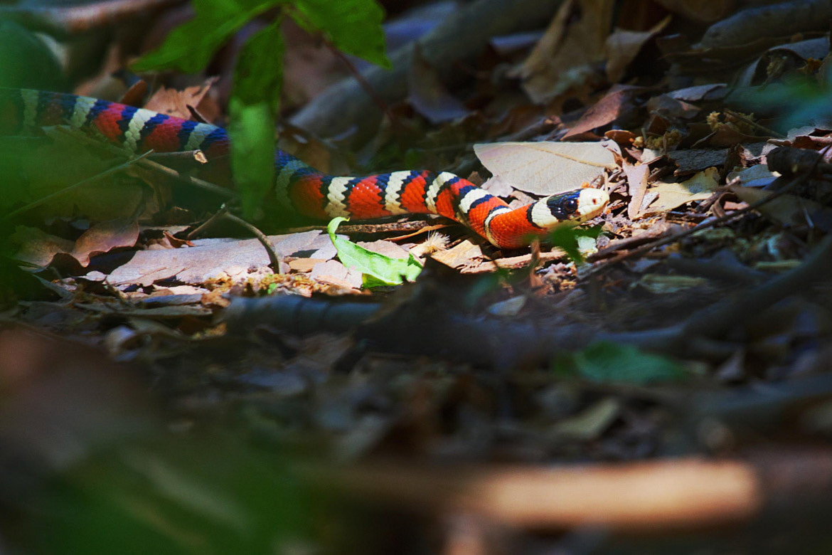 Mountain King Snake