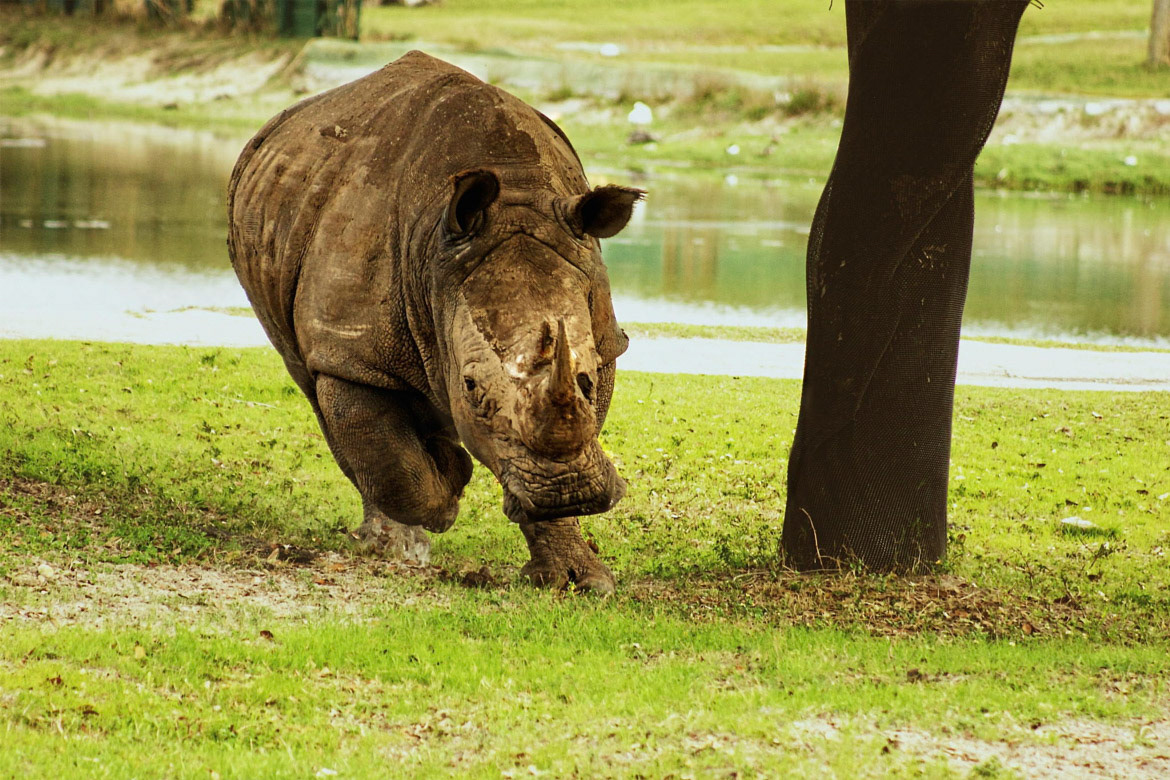 Sumatran Rhino