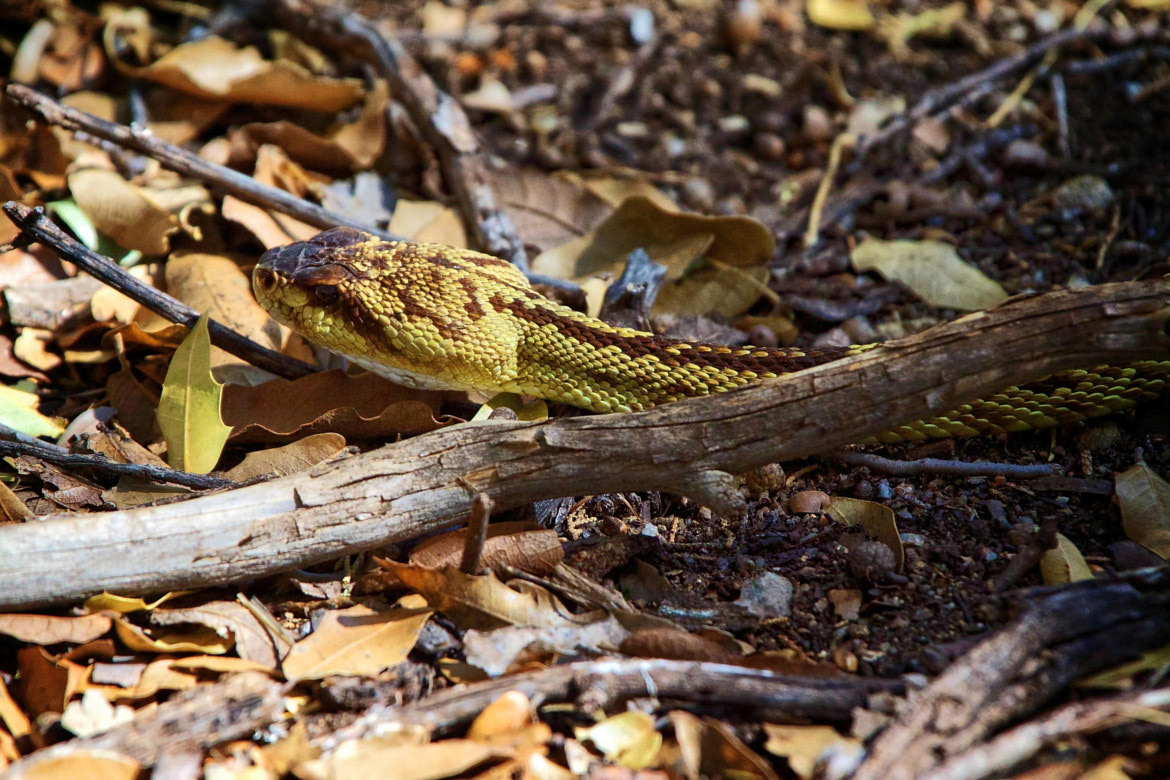 Blacktail Rattlesnake