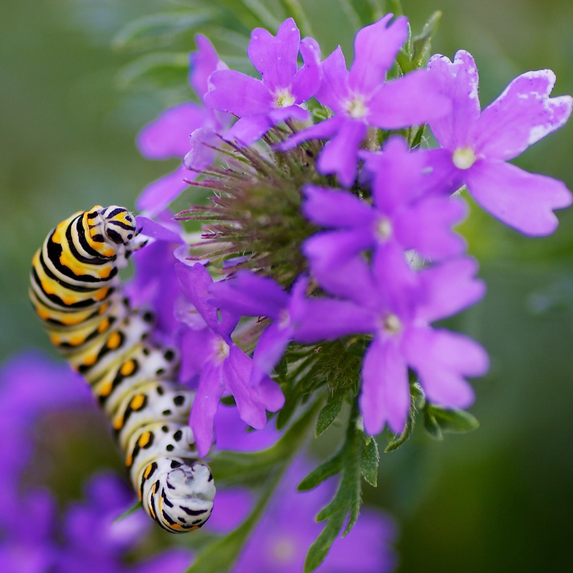Black Swallowtail Caterpillar