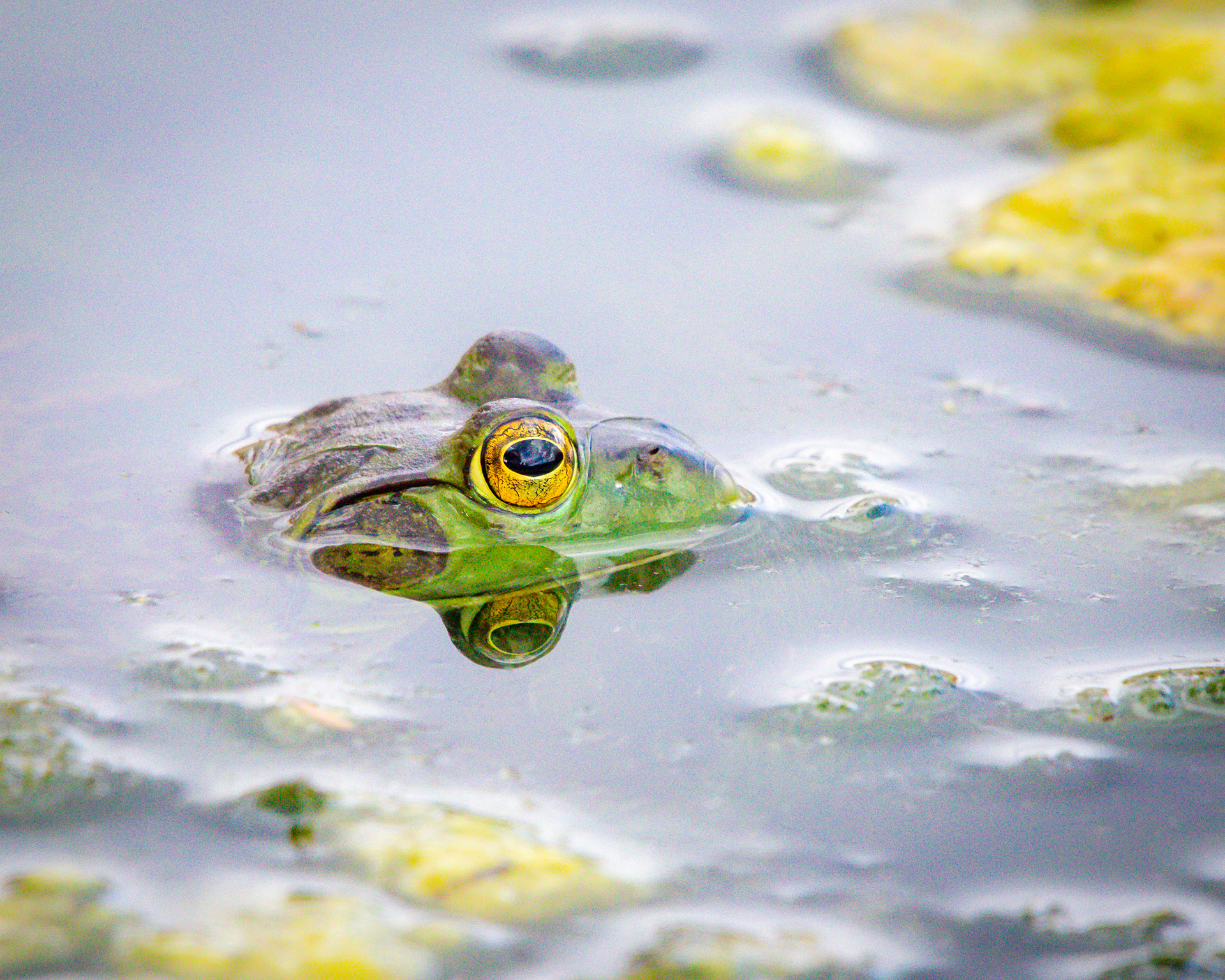 American Bullfrog