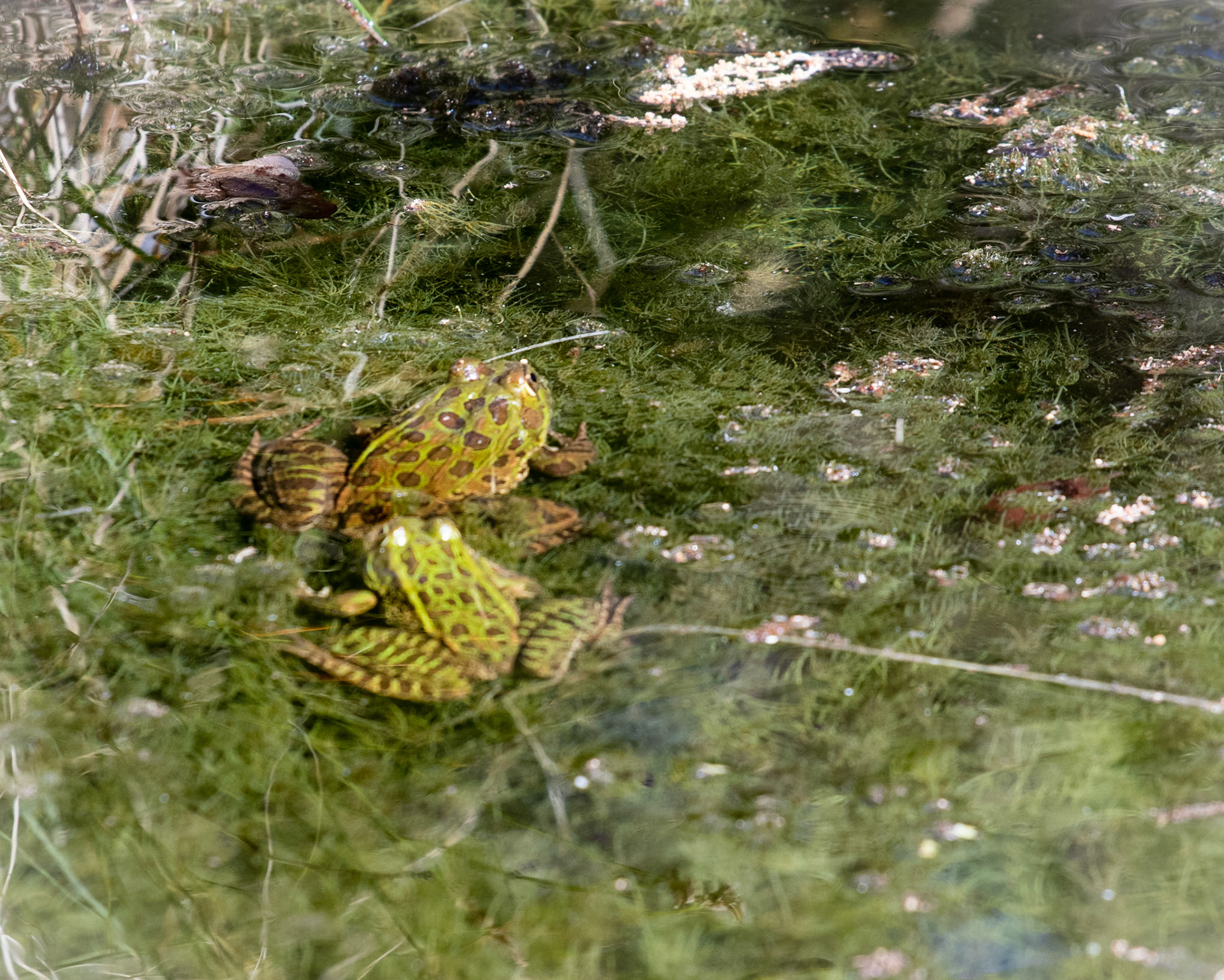 Ramsey Canyon Leopard Frog