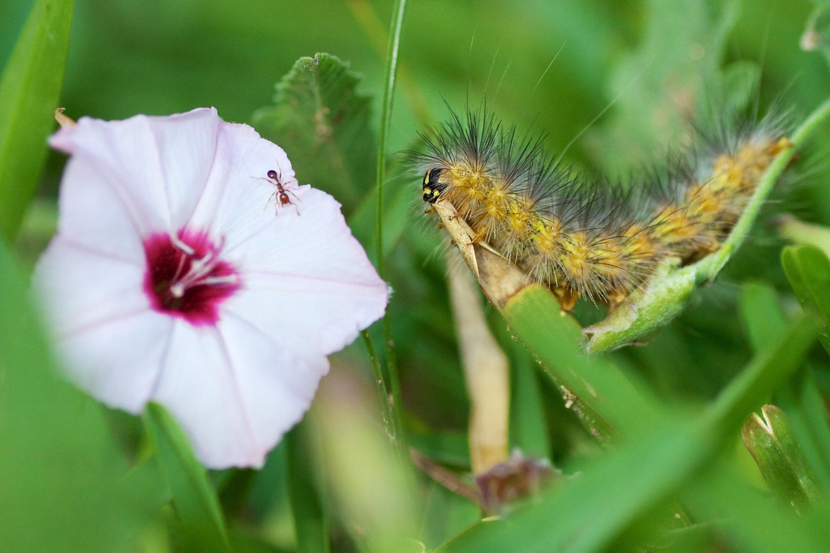 Saltmarch Caterpillar