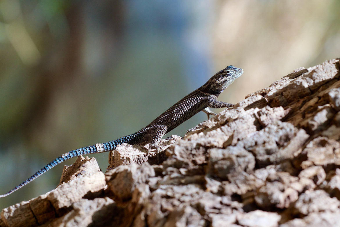 Yarrow's Spiny Lizard