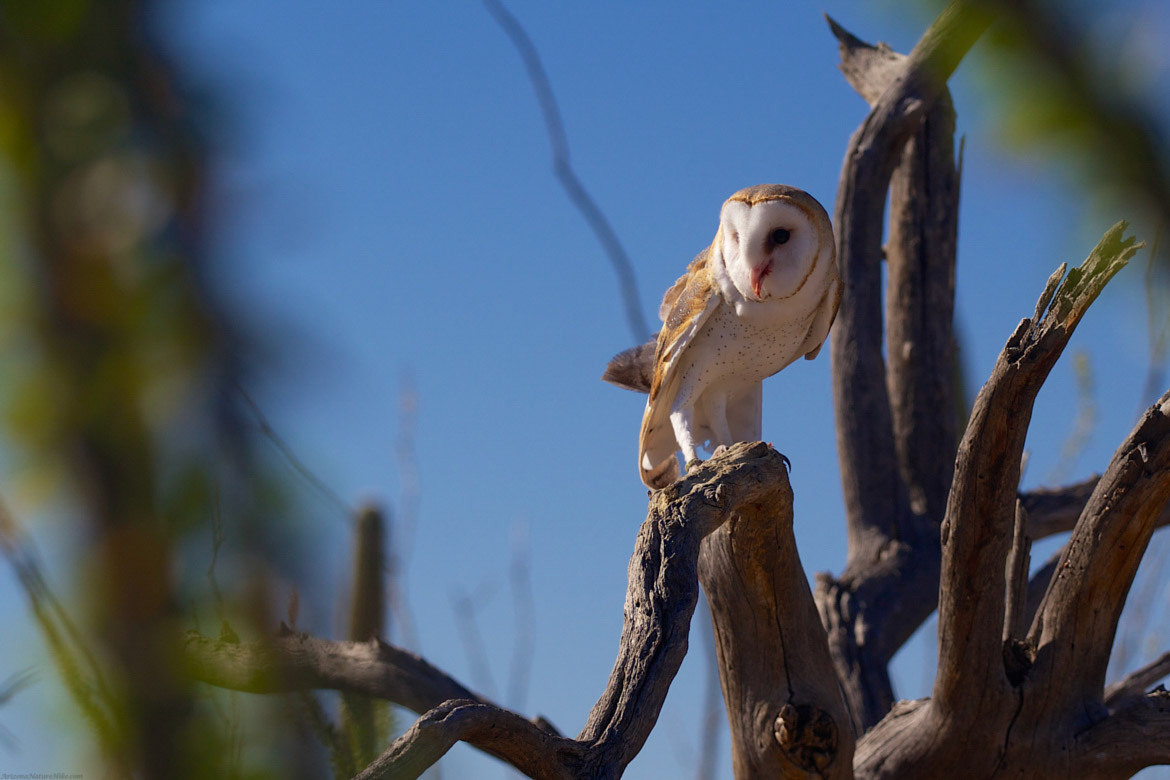 Barn Owl