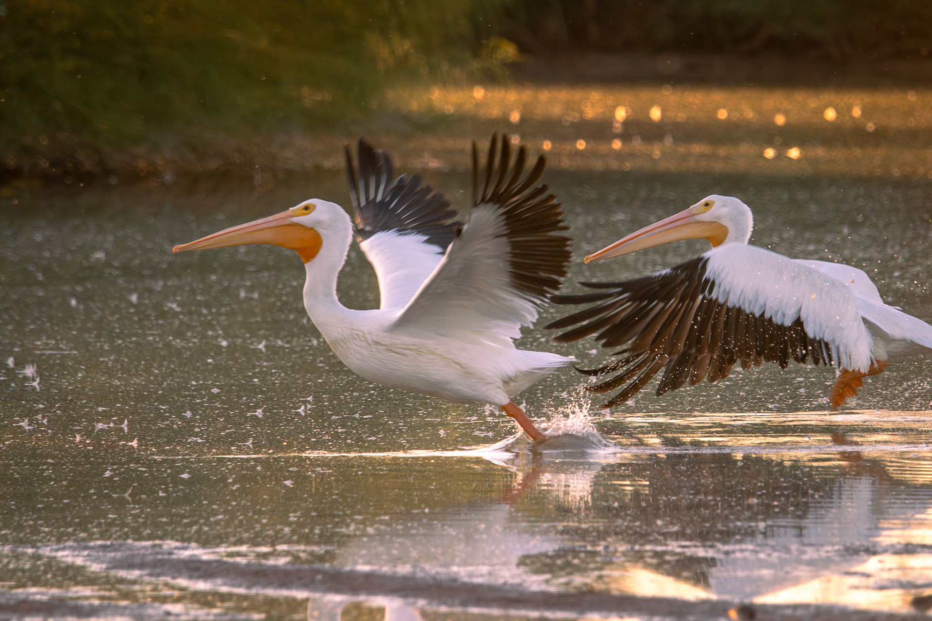 White Pelicans