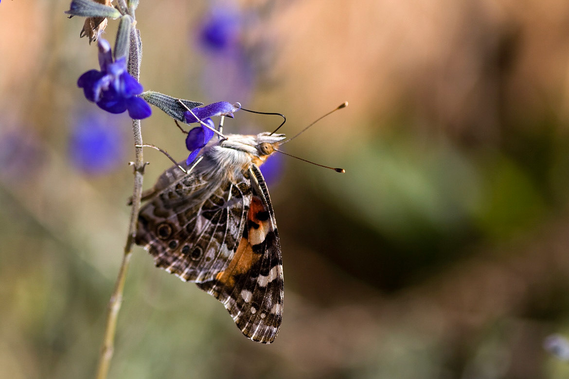 Painted Lady (Vanessa cardui)