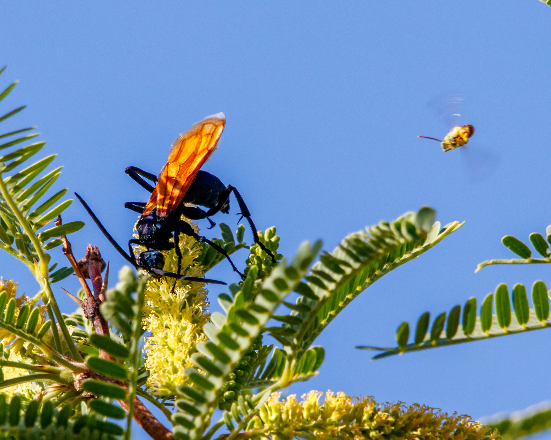 Tarantula Hawk Wasp