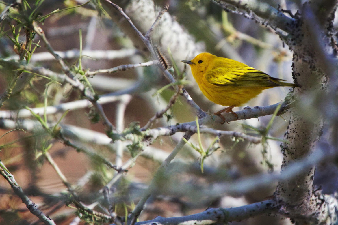 Yellow Warbler