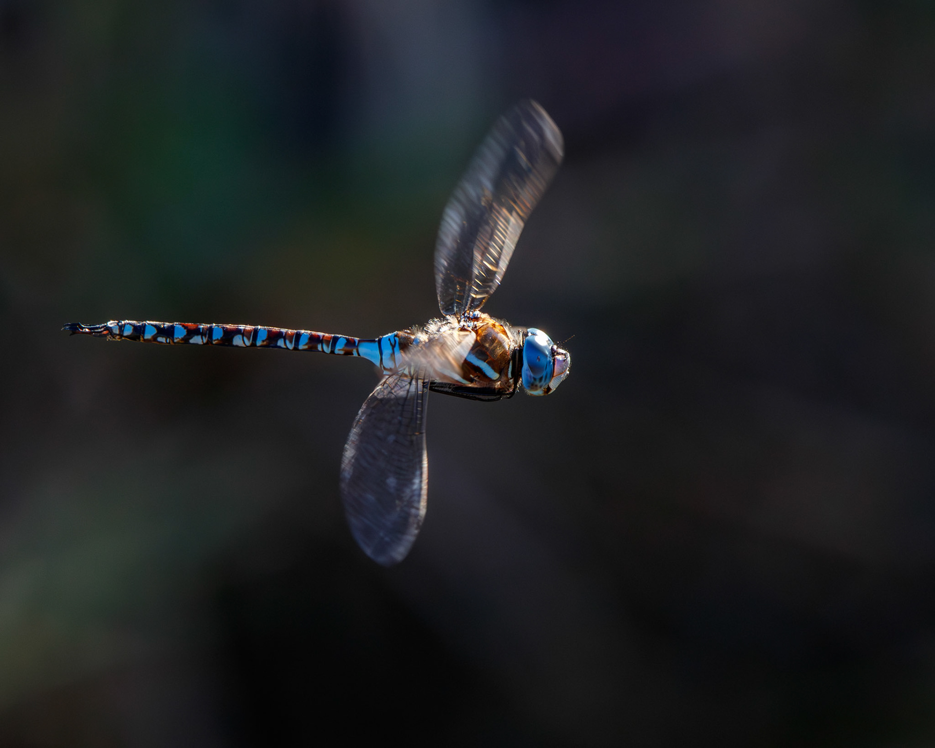 Blue-eyed Darner Dragonfly