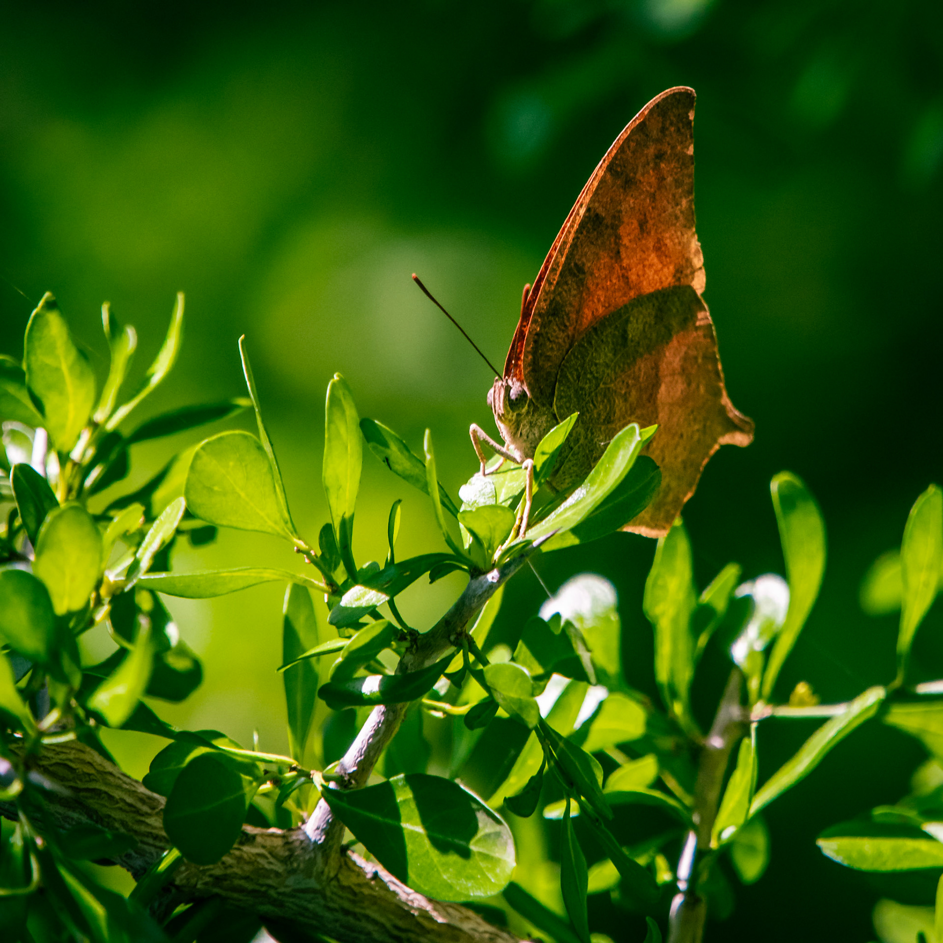 Goatweed Leafwing