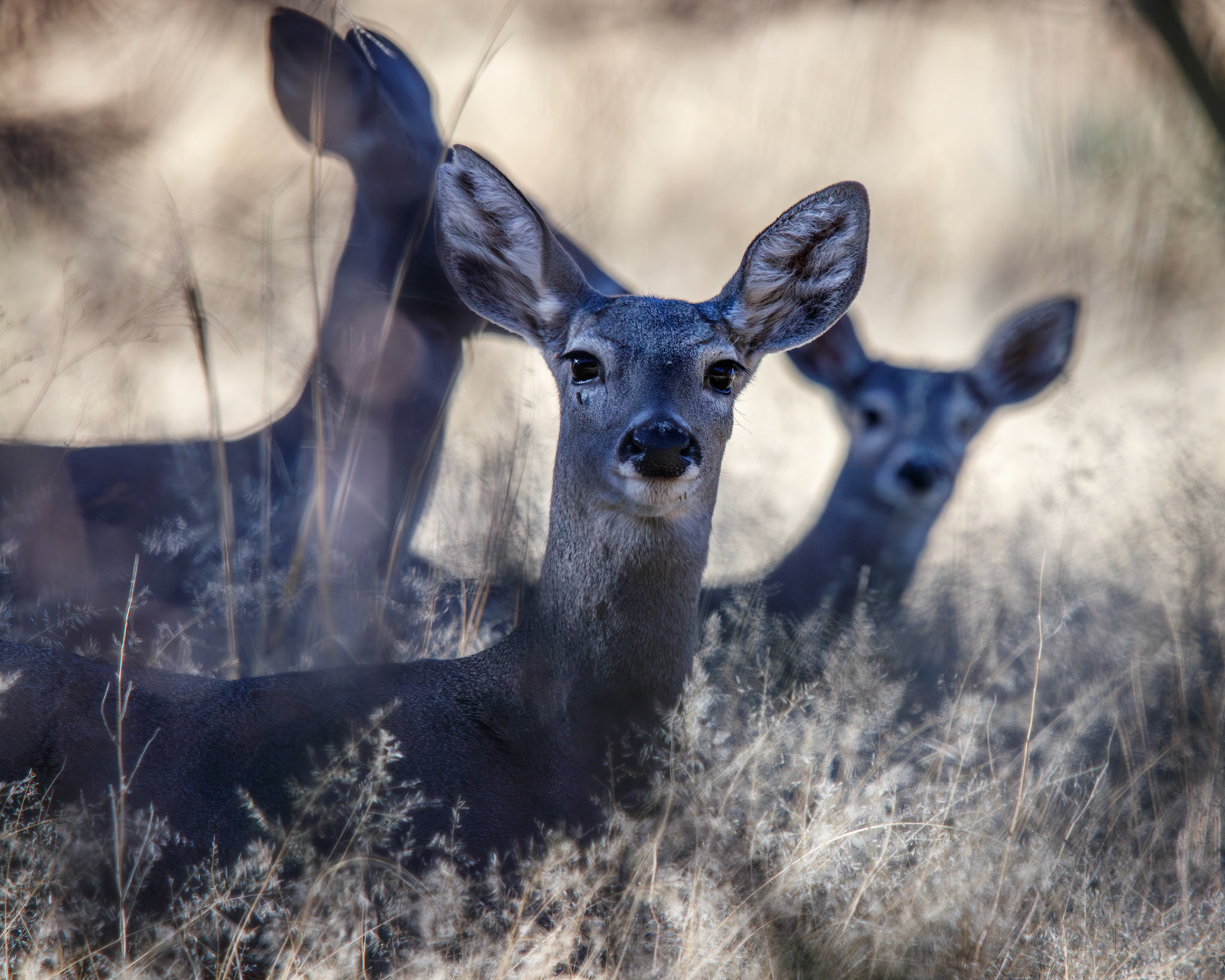 Mule Deer