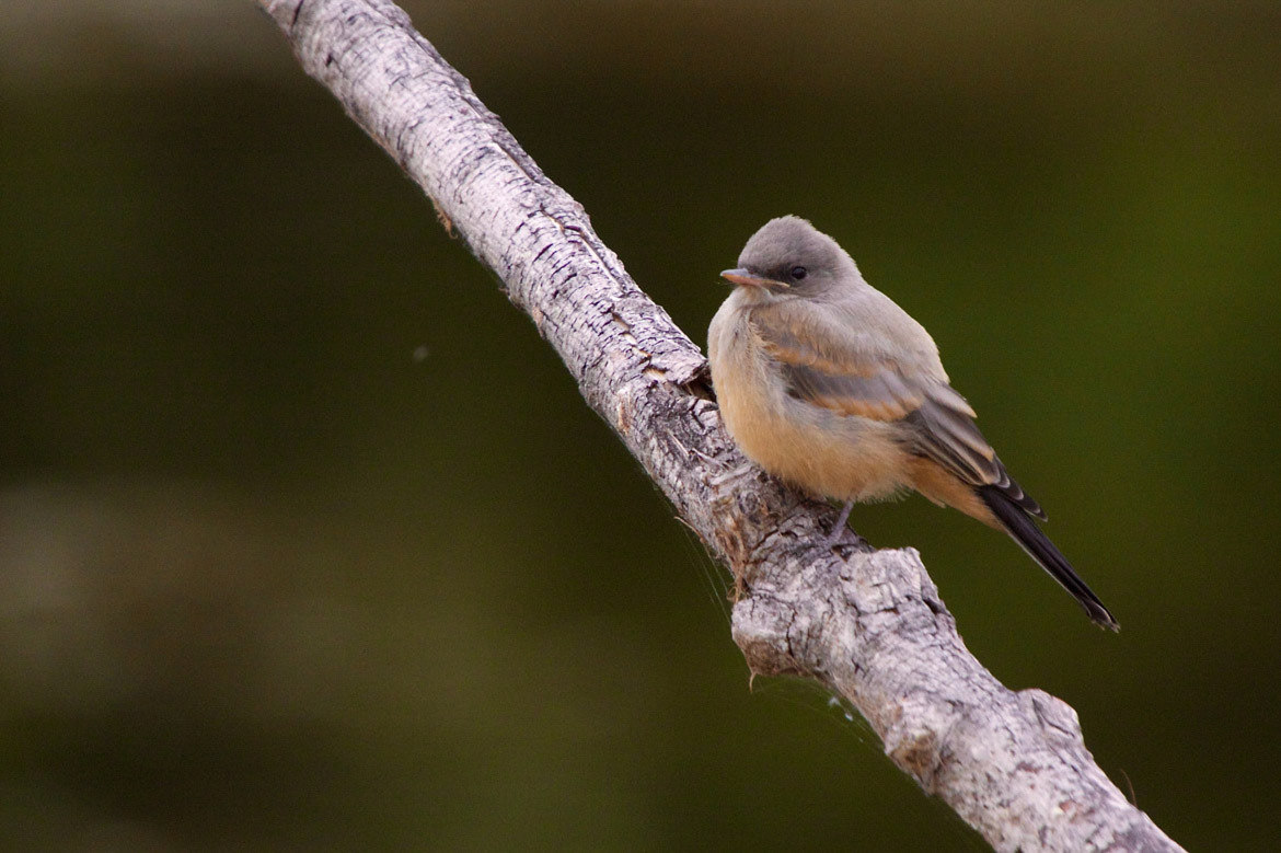 Say's Phoebe