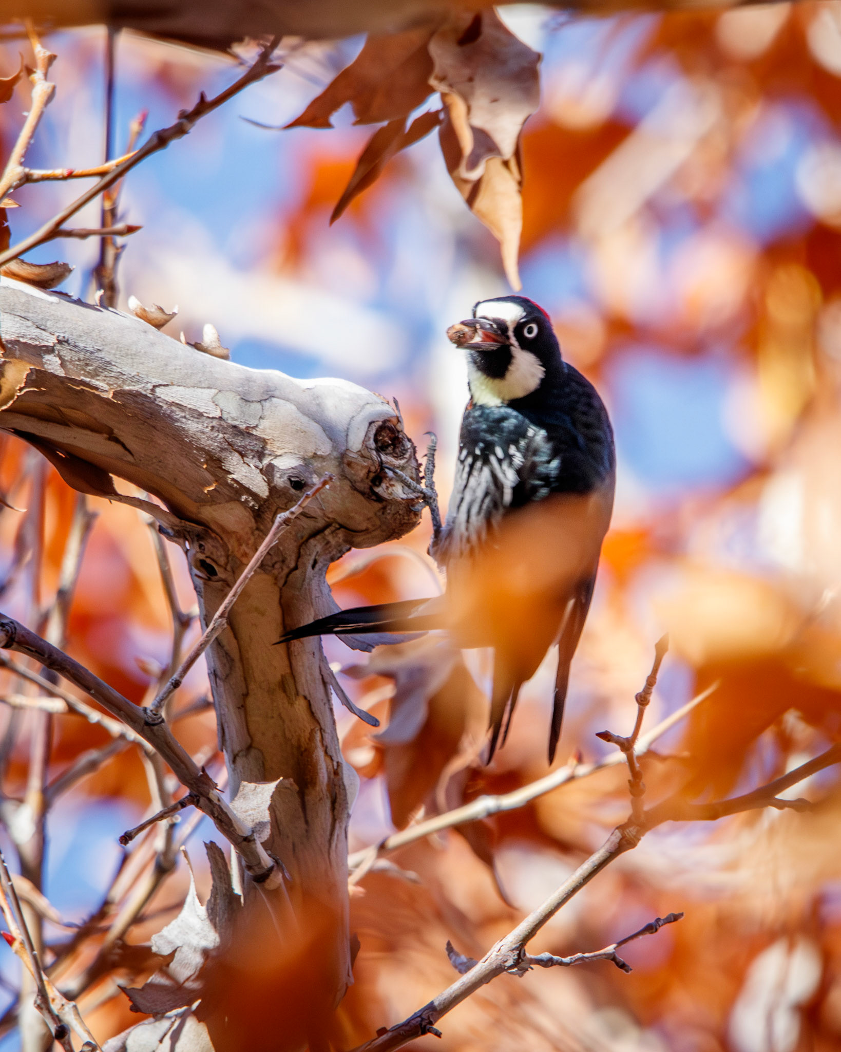 Acorn Woodpecker