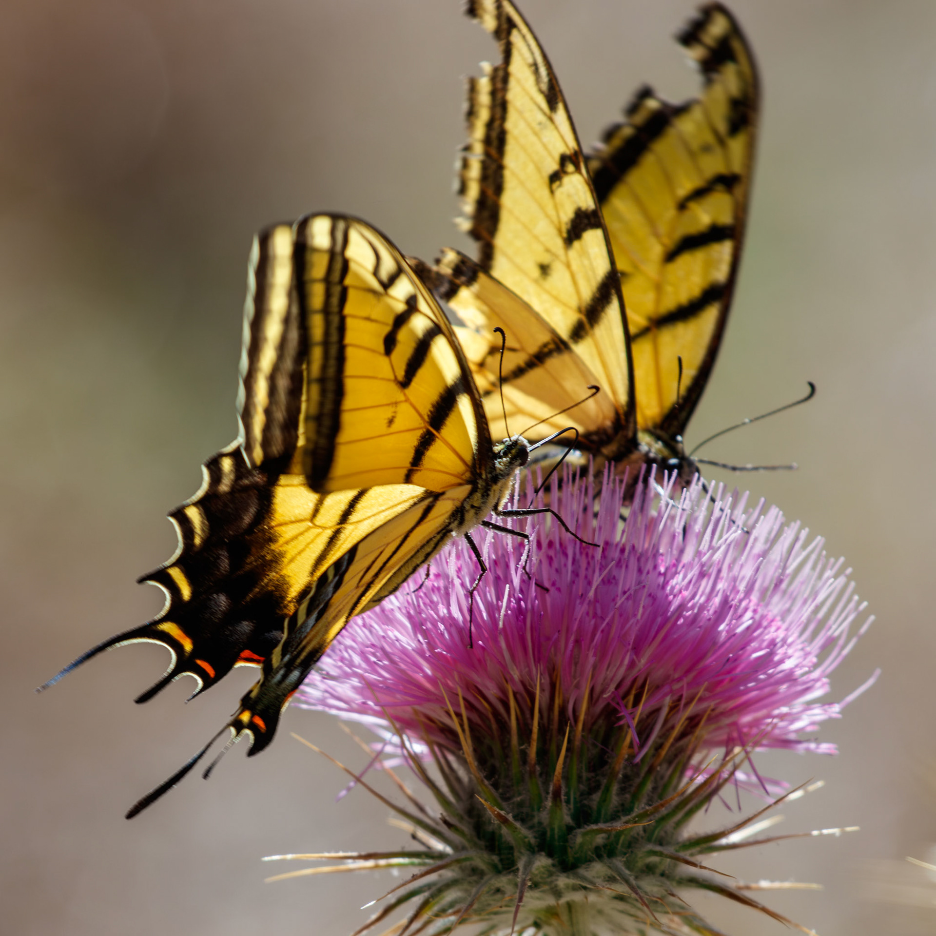 Two-tailed Swallowtail