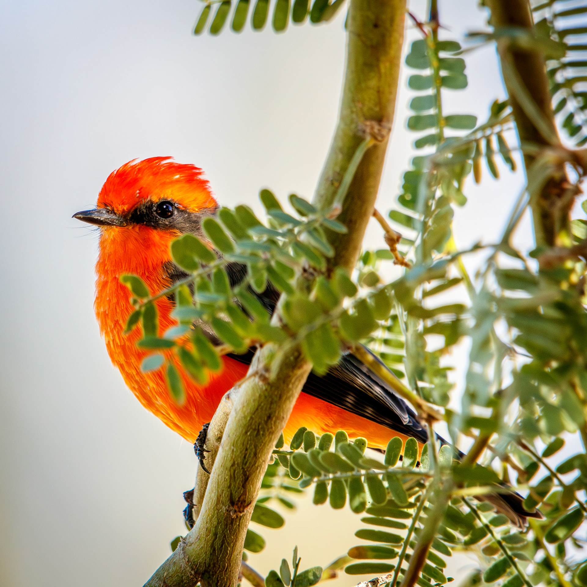 Vermilion Flycatcher