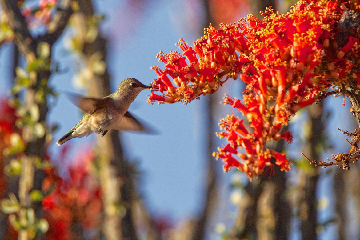 Rufous Hummingbird