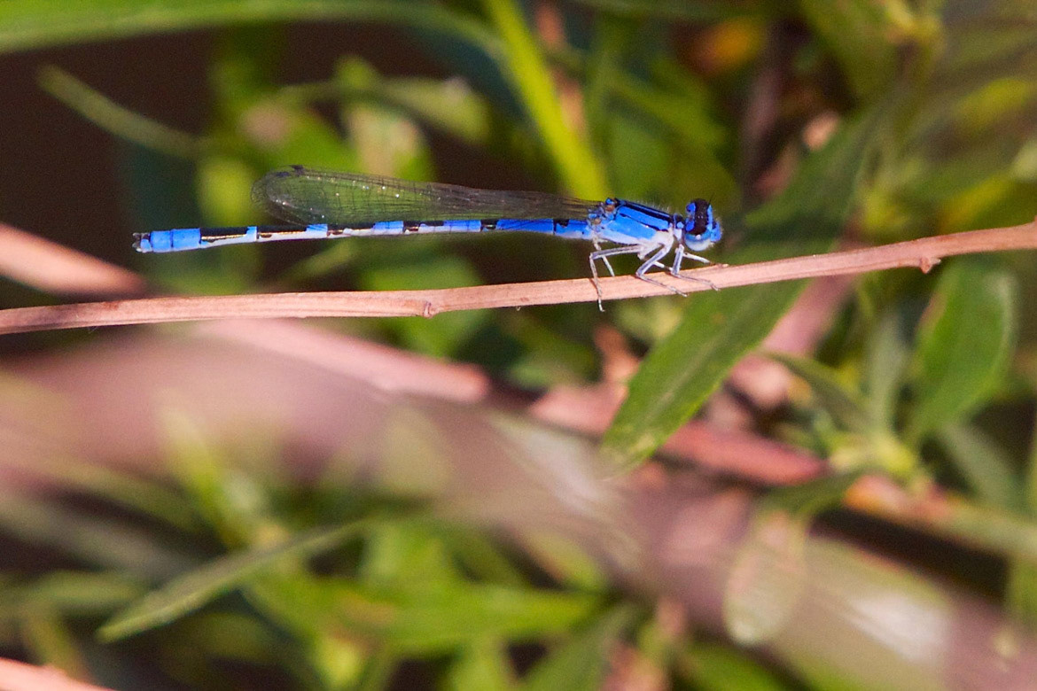 Vivd Dancer Damselfly