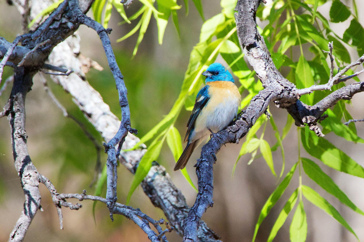 Lazuli Bunting