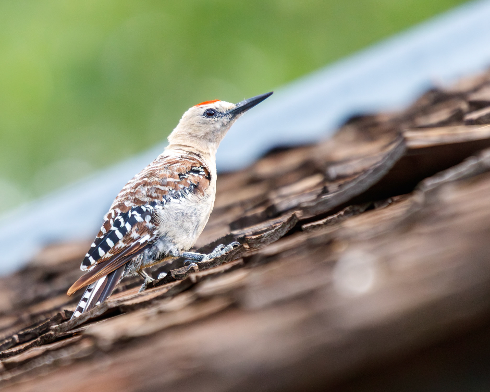 Gila Woodpecker