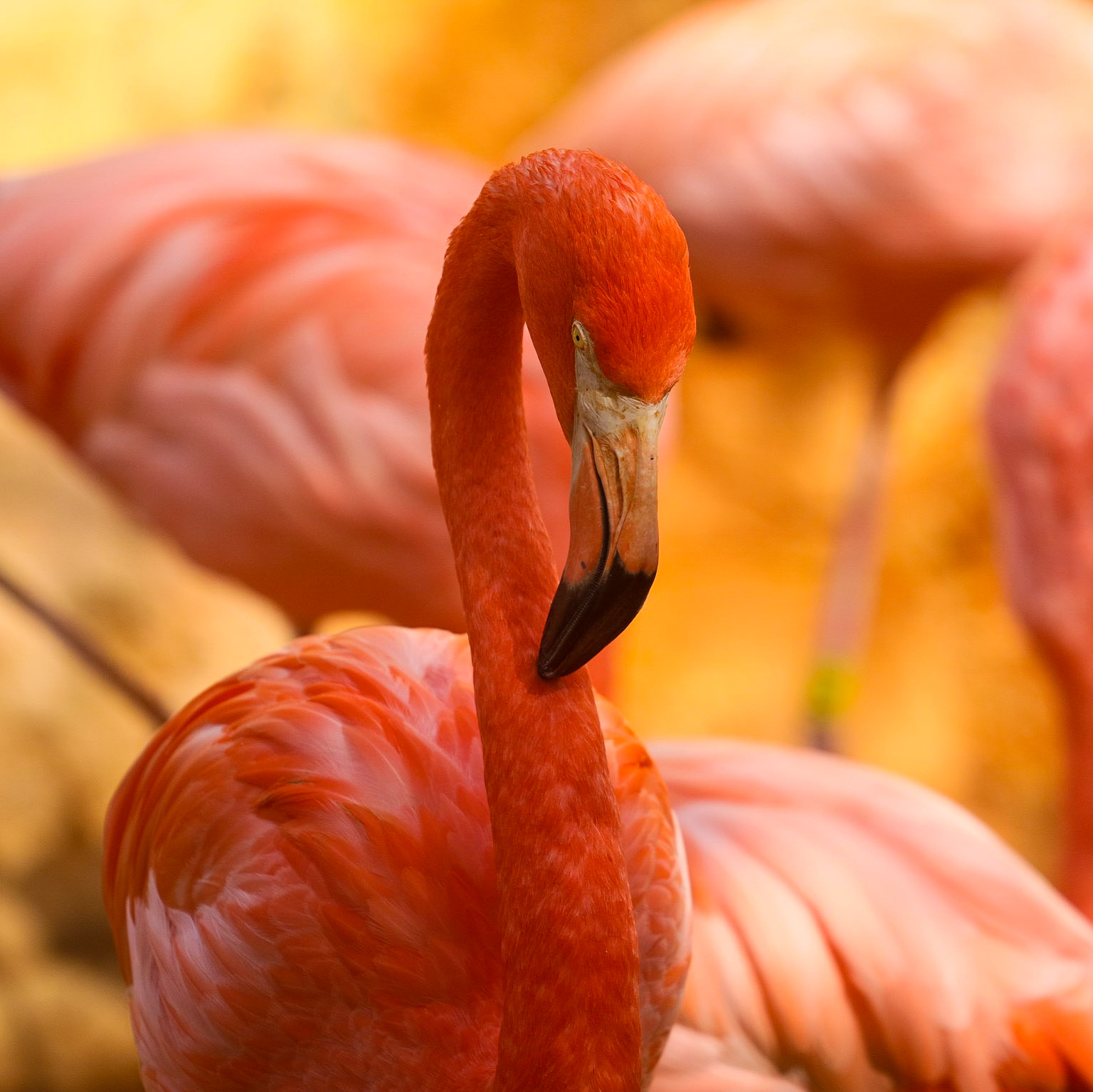 Flamingo