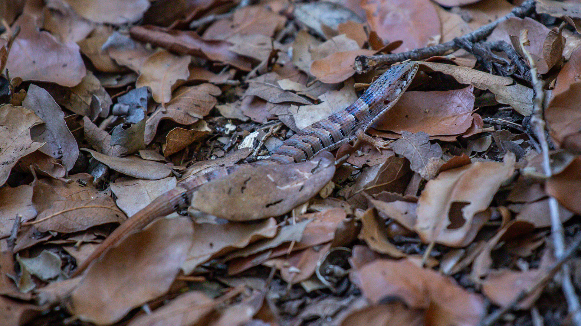 Maderean Aligator Lizard